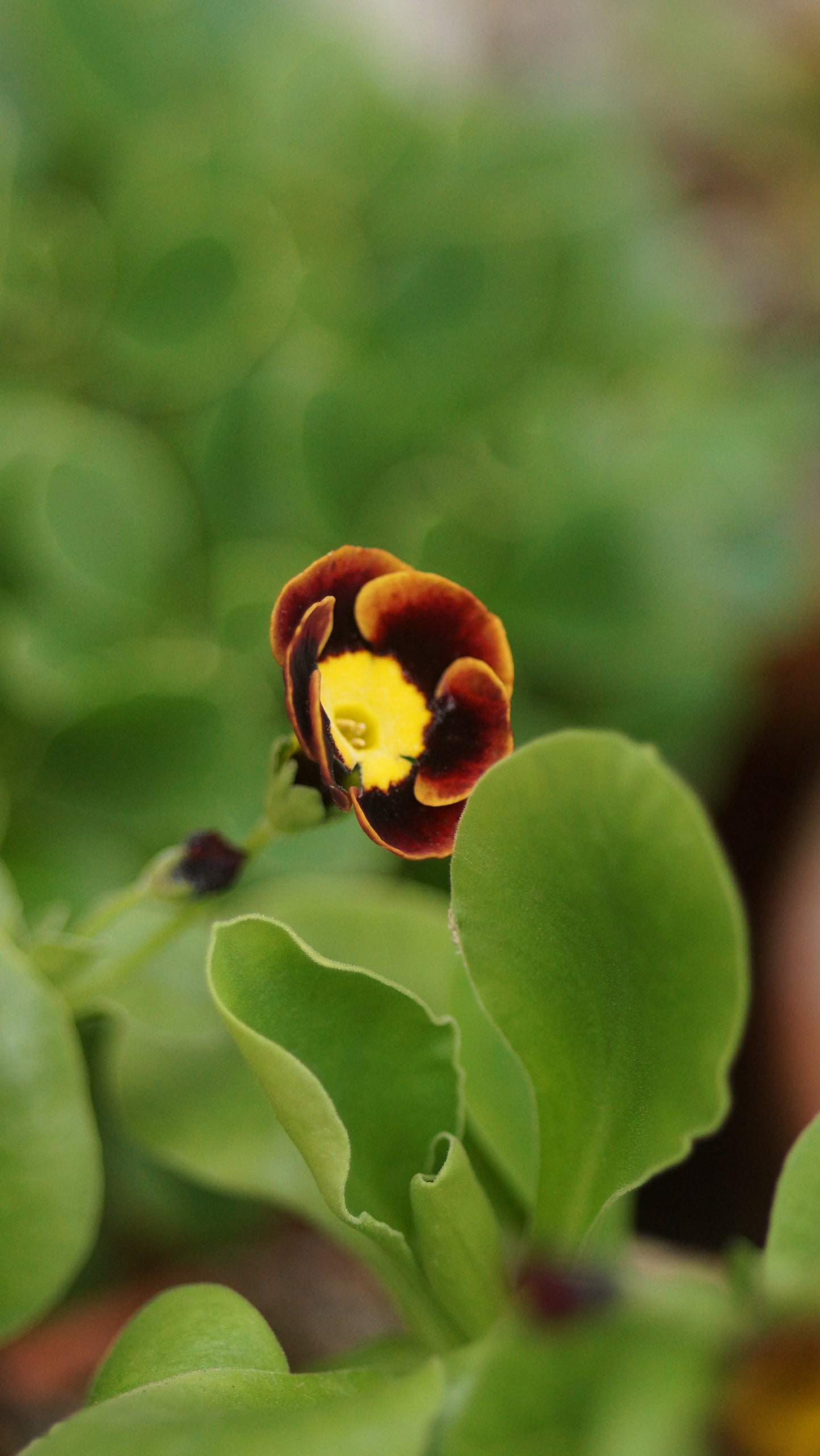 Primula x auricula 'Autumn Fire' - Schau-Aurikel