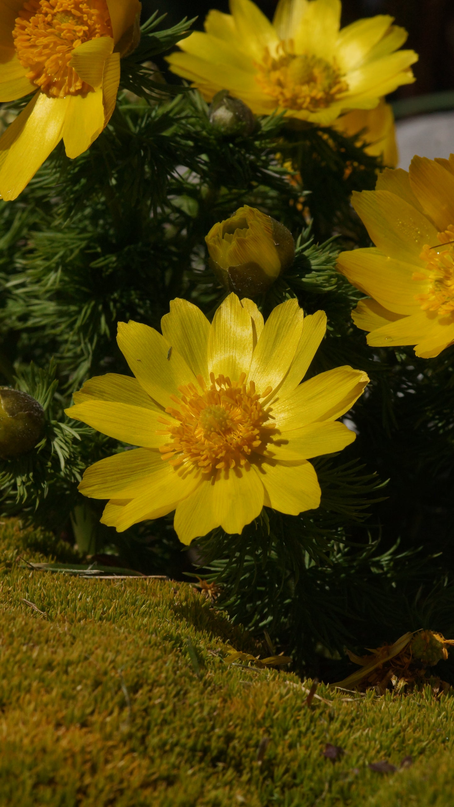 Adonis vernalis - Frühlings-Adonisröschen