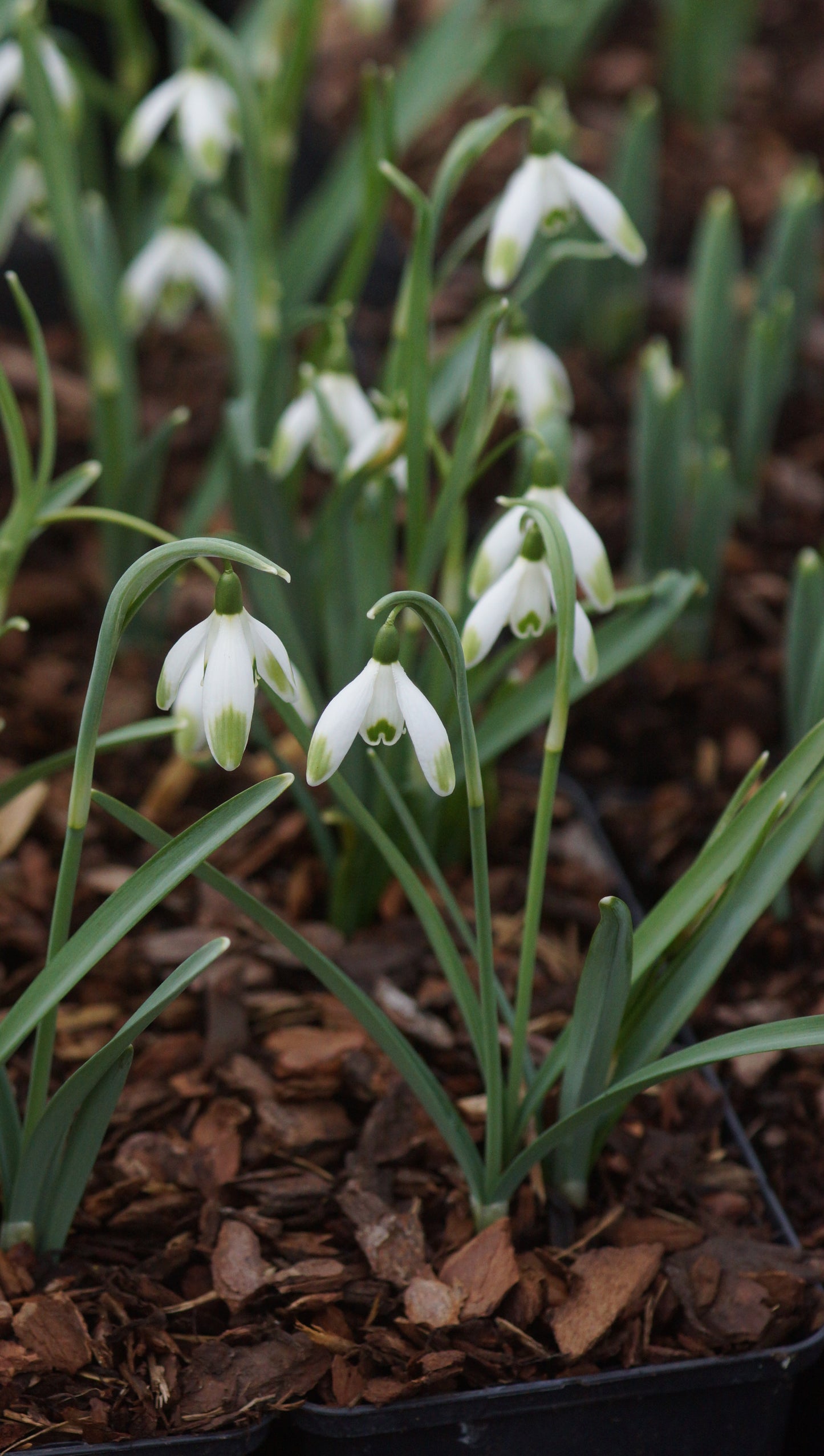 Galanthus nivalis 'Viridapice' - Schneeglöckchen