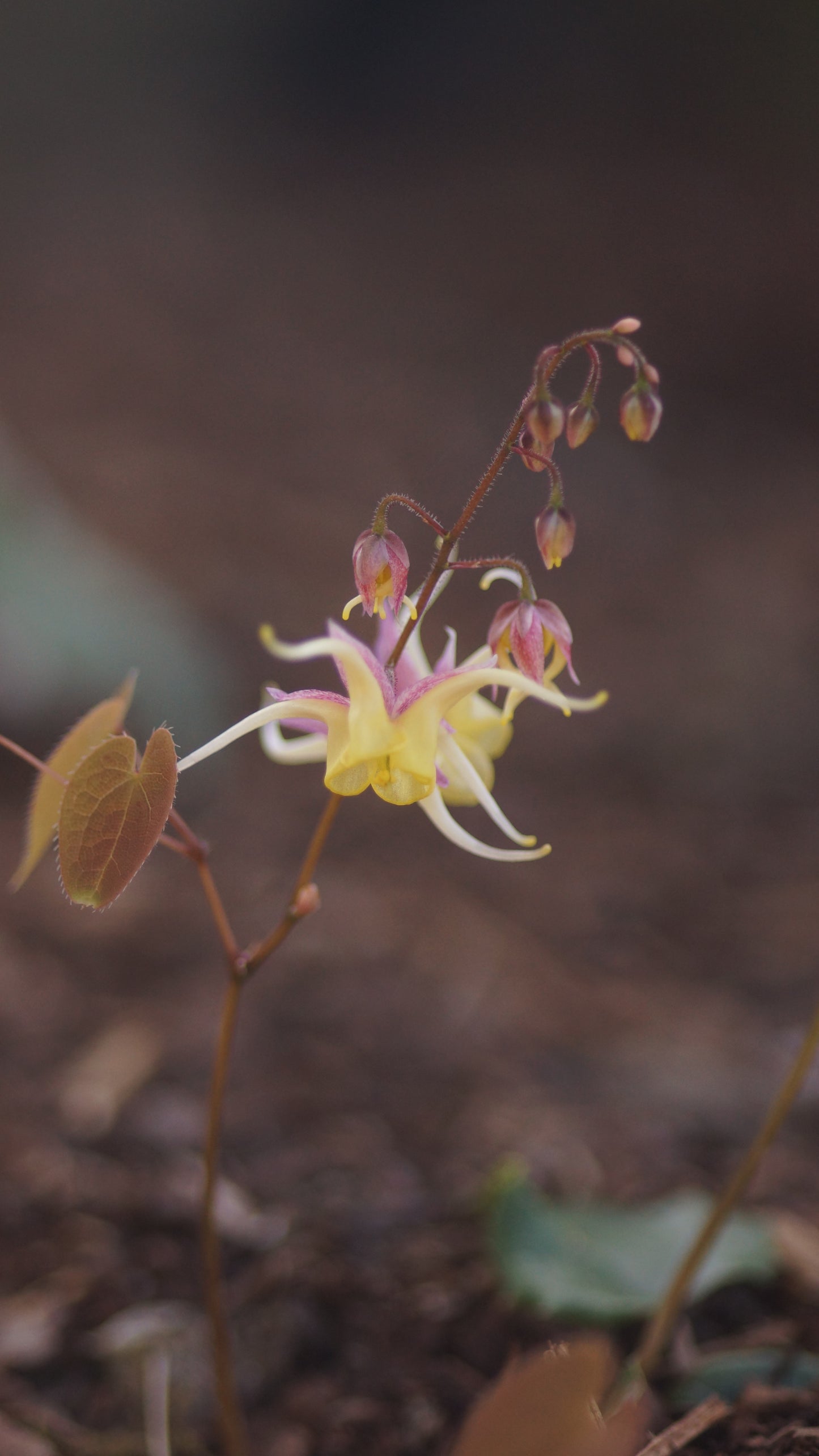 Epimedium davidii x leptorrhizum 'Fire Dragon' - Elfenblume