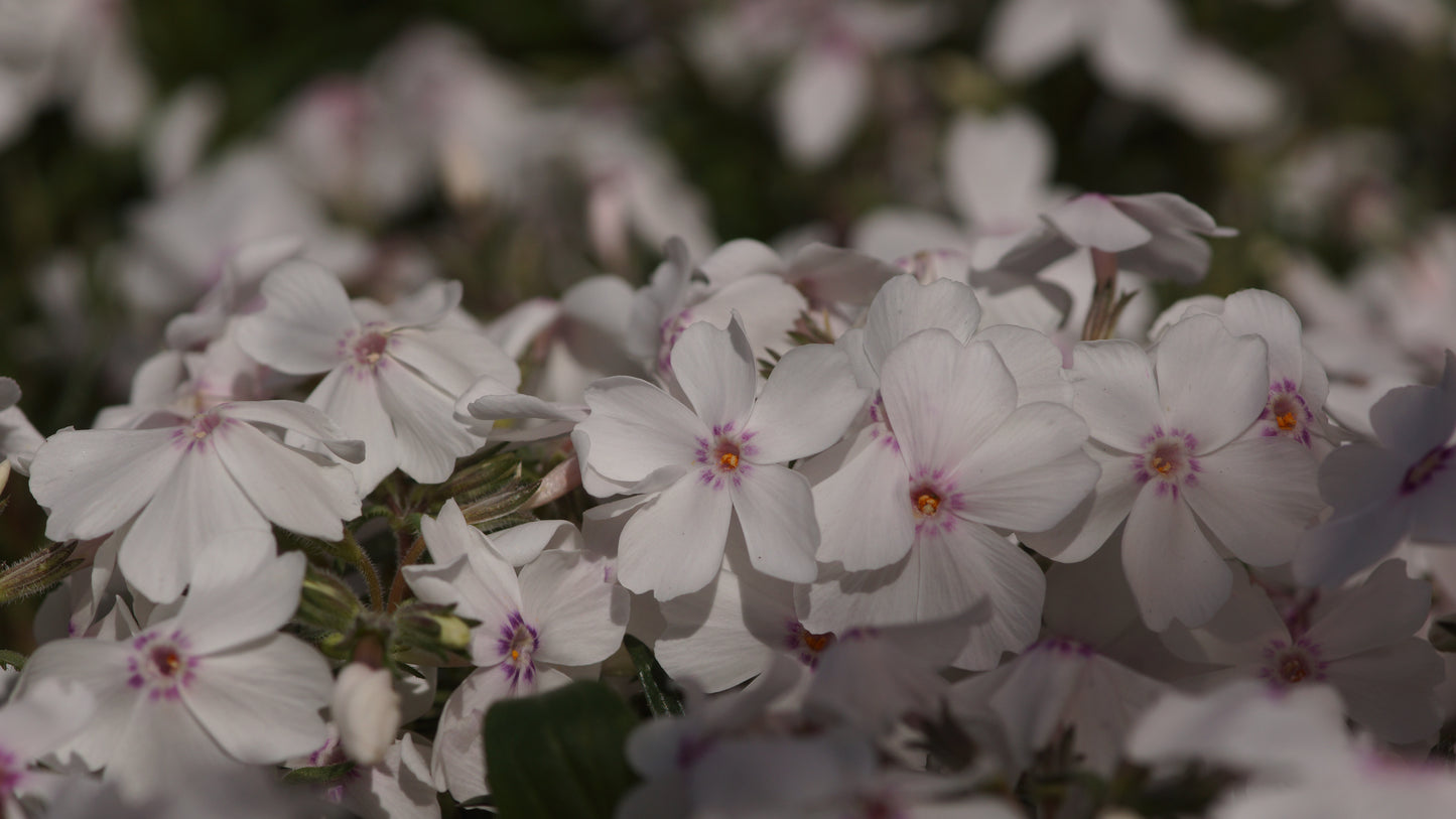 Phlox subulata 'Amazing Grace' - Polster-Phlox
