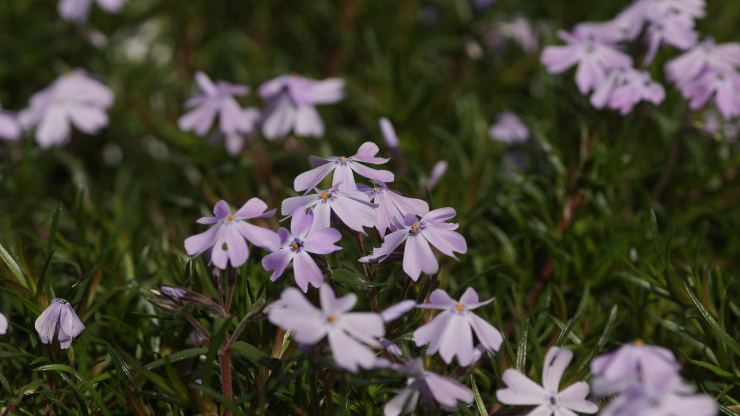 Phlox subulata 'Emerald Cushion Blue' - Polster-Phlox
