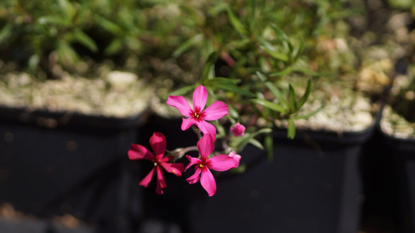 Phlox subulata 'Atropurpurea' - Polster-Phlox