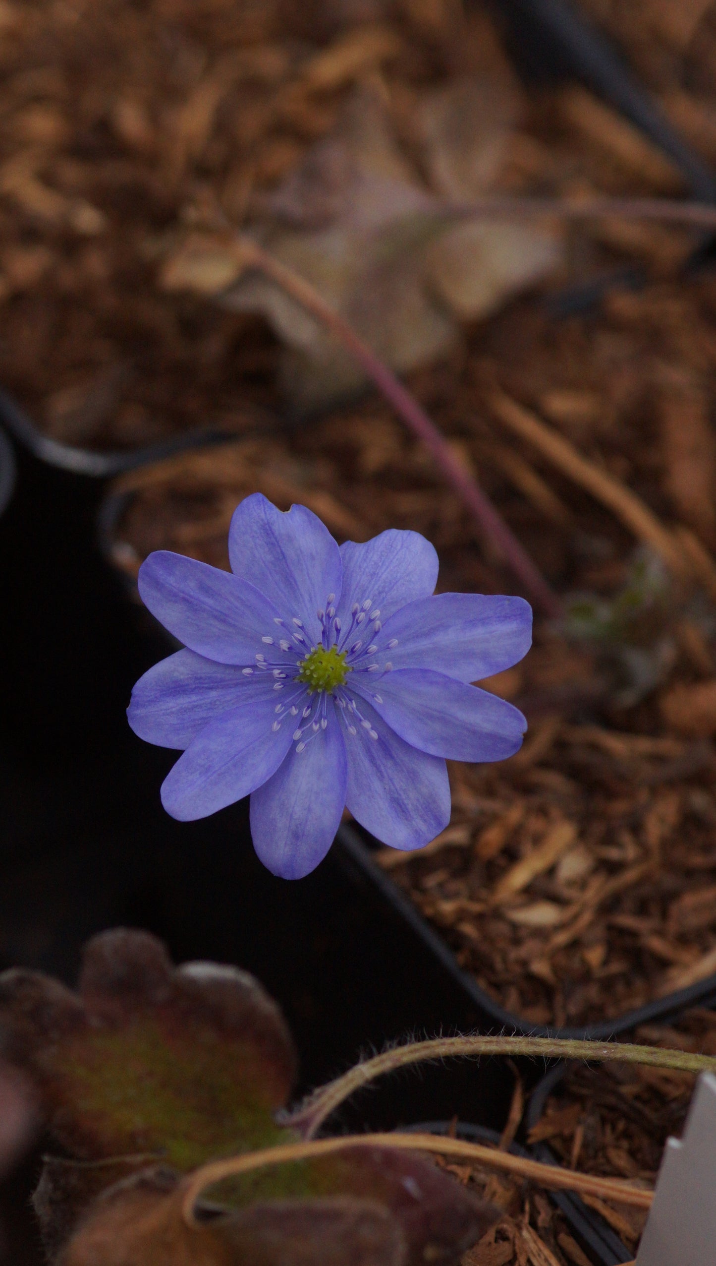 Hepatica transsilvanica 'Winterfreude' - Siebenbürger Leberblümchen