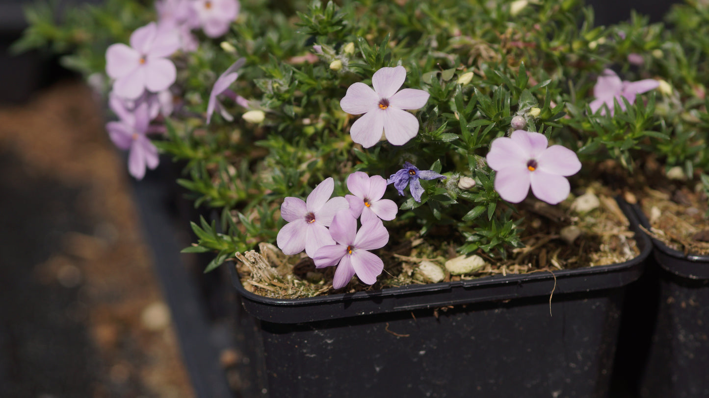 Phlox douglasii 'Lilac Cloud' - Polster-Phlox
