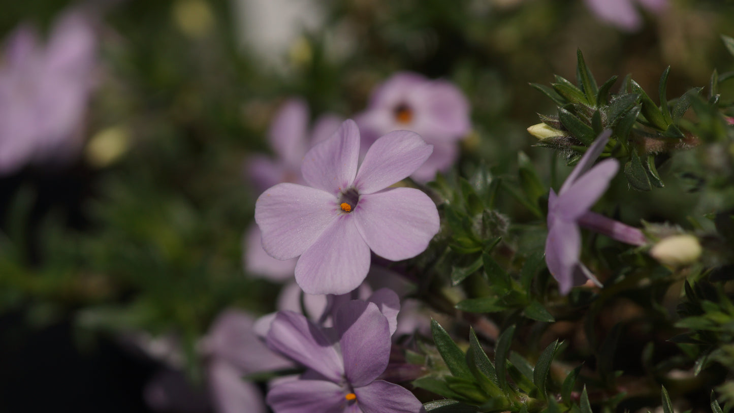 Phlox douglasii 'Lilac Cloud' - Polster-Phlox