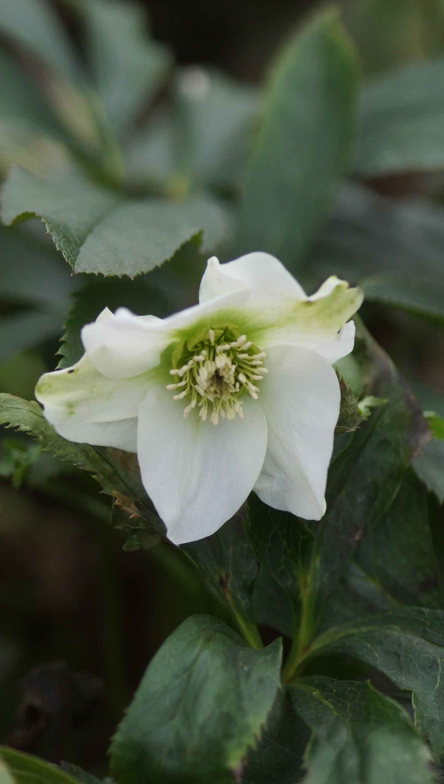 Helleborus orientalis 'White Lady' - Lenzrose