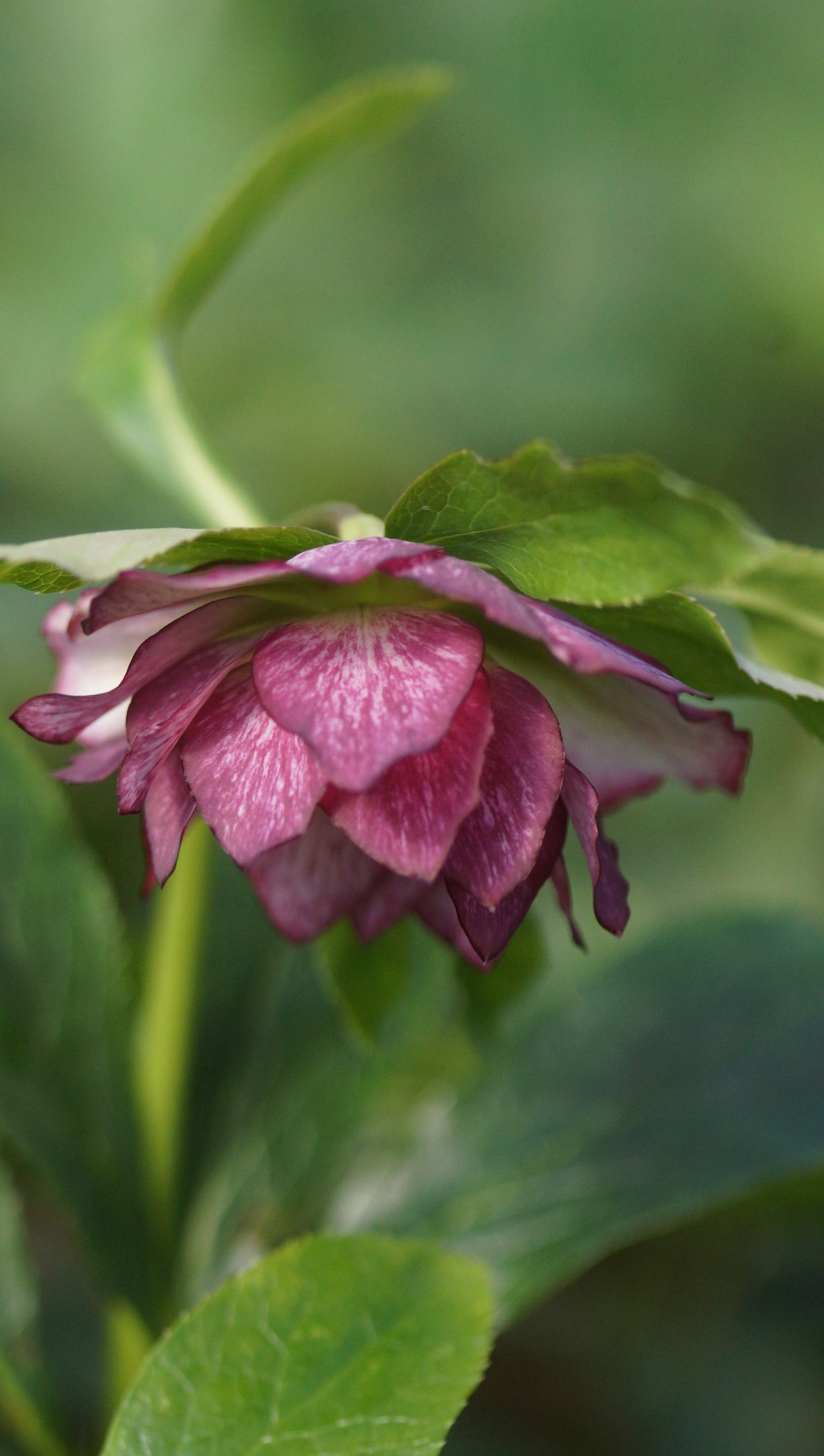 Helleborus orientalis 'Double Ellen Picotee' - Lenzrose
