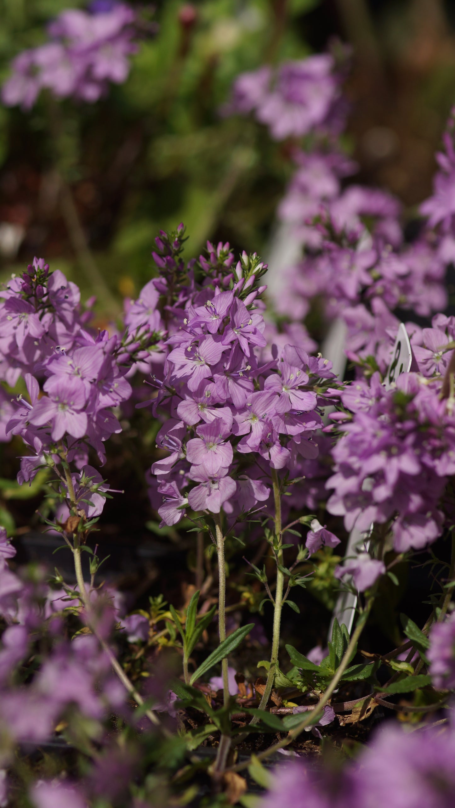 Veronica prostrata 'Mrs. Holt' - Niederliegender Ehrenpreis