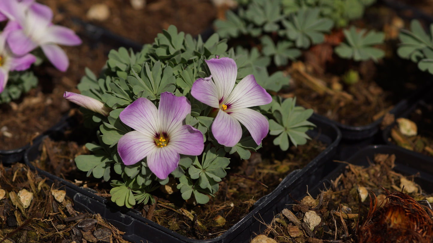 Oxalis adenophylla - Berg-Sauerklee