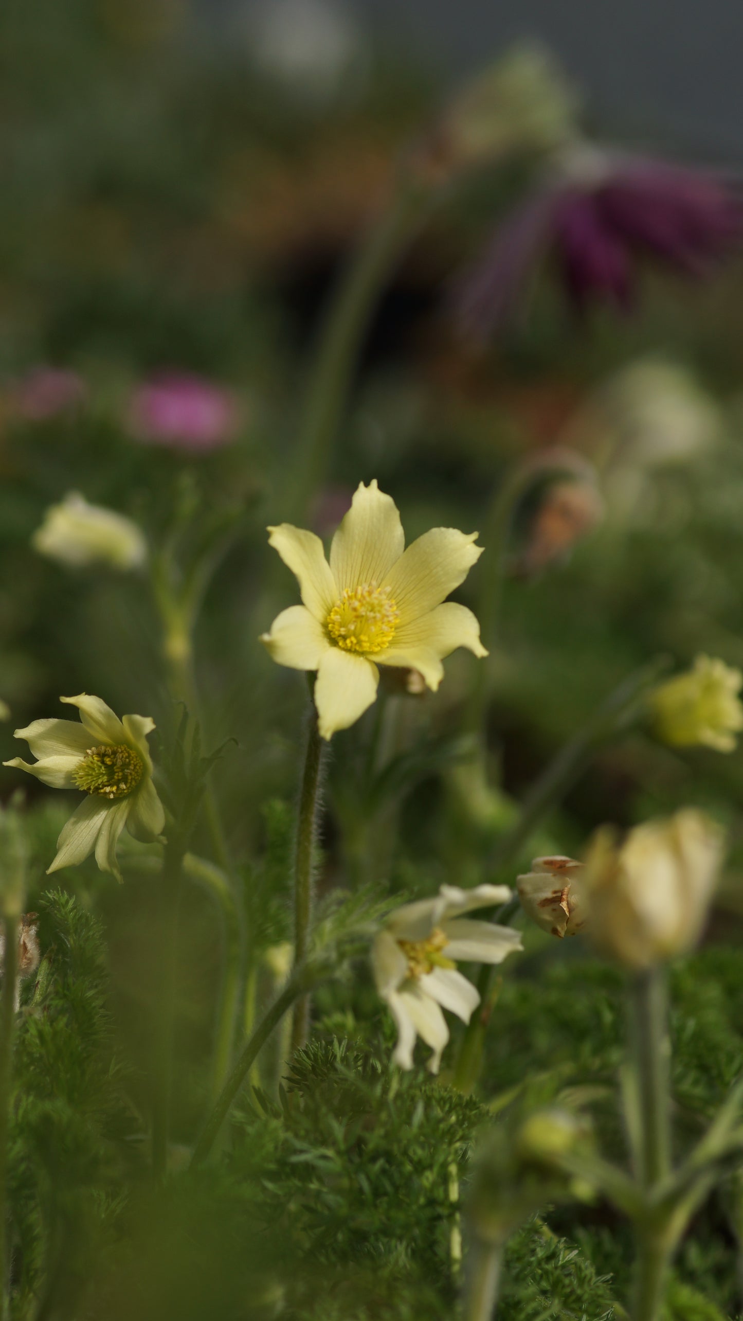 Pulsatilla albana 'Lutea' - Kaukasus-Kuhschelle