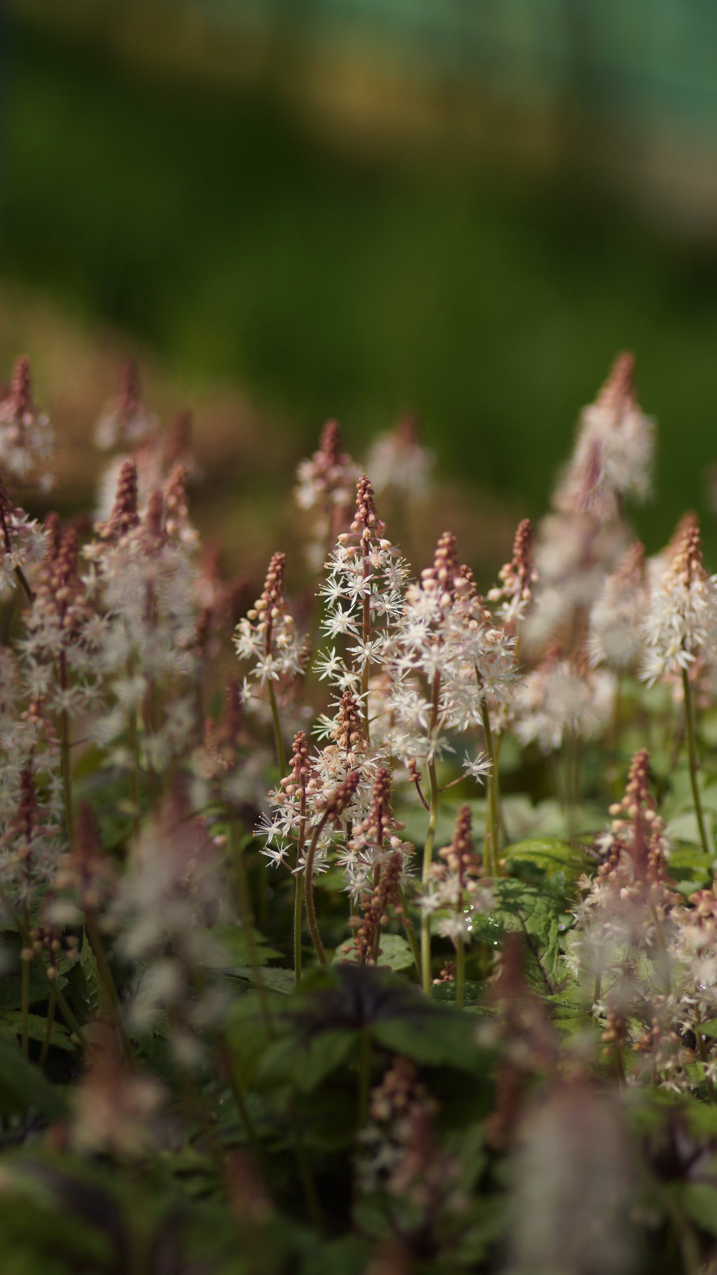 Tiarella laciniata 'Sugar & Spice' - Zipfelblättrige Schaumblüte