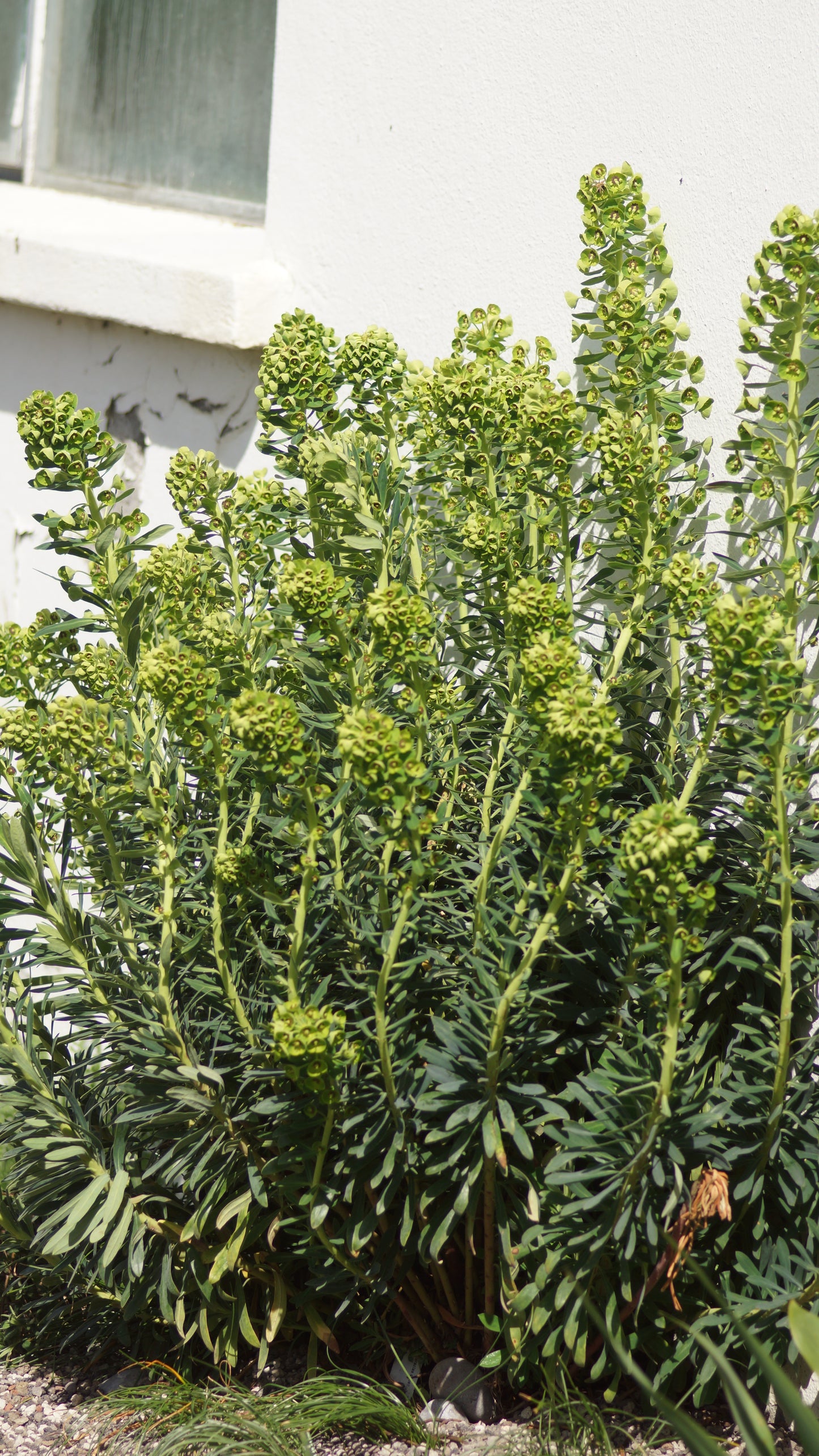 Euphorbia characias subsp. wulfenii - Mittelmeer-Wolfsmilch