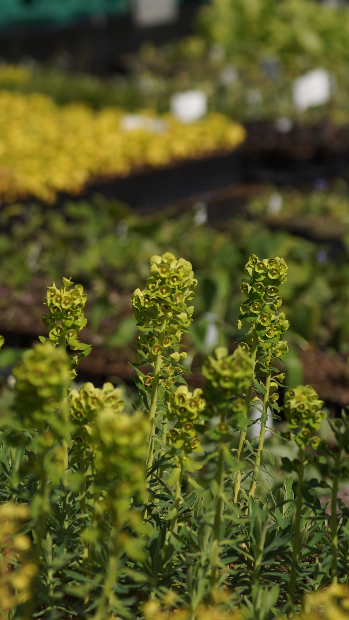 Euphorbia characias subsp. wulfenii - Mittelmeer-Wolfsmilch