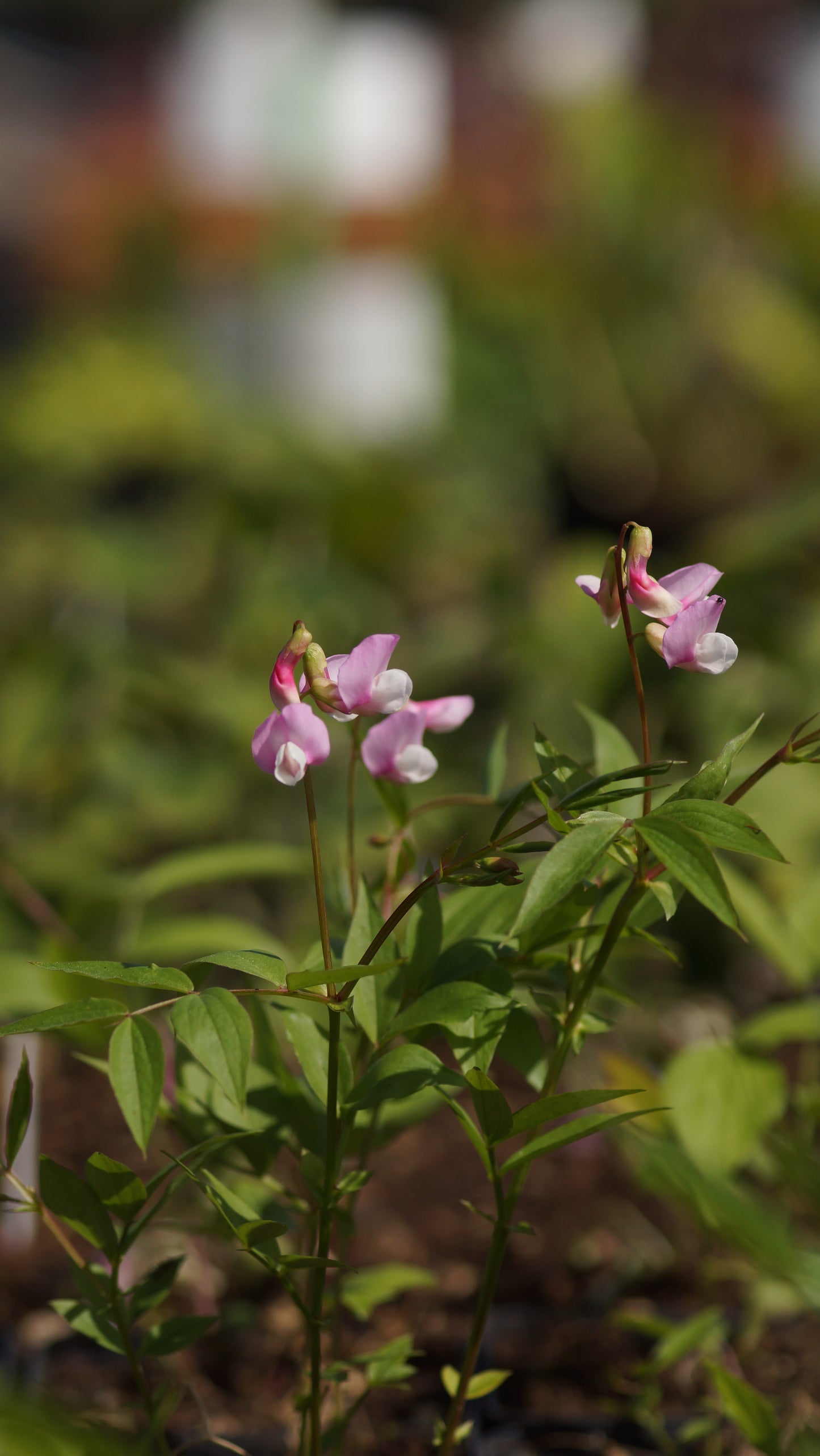 Lathyrus vernus 'Rosenelfe' - Frühlings-Platterbse