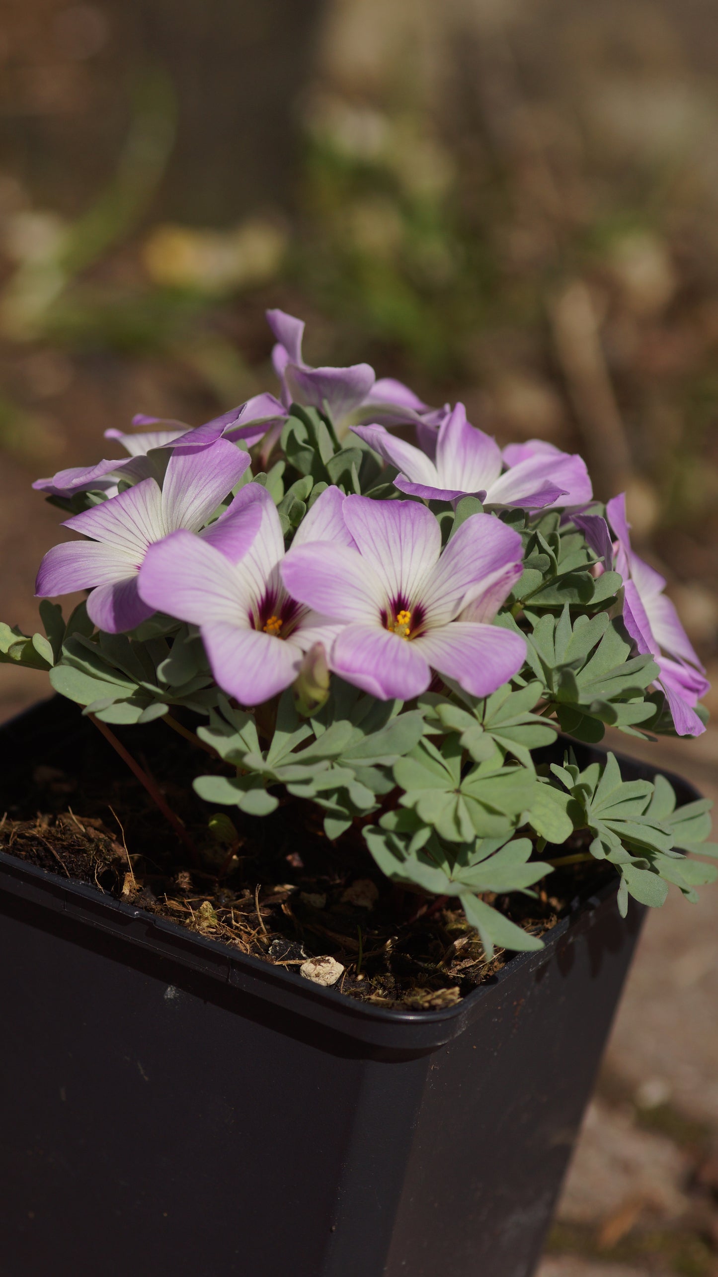 Oxalis adenophylla - Berg-Sauerklee