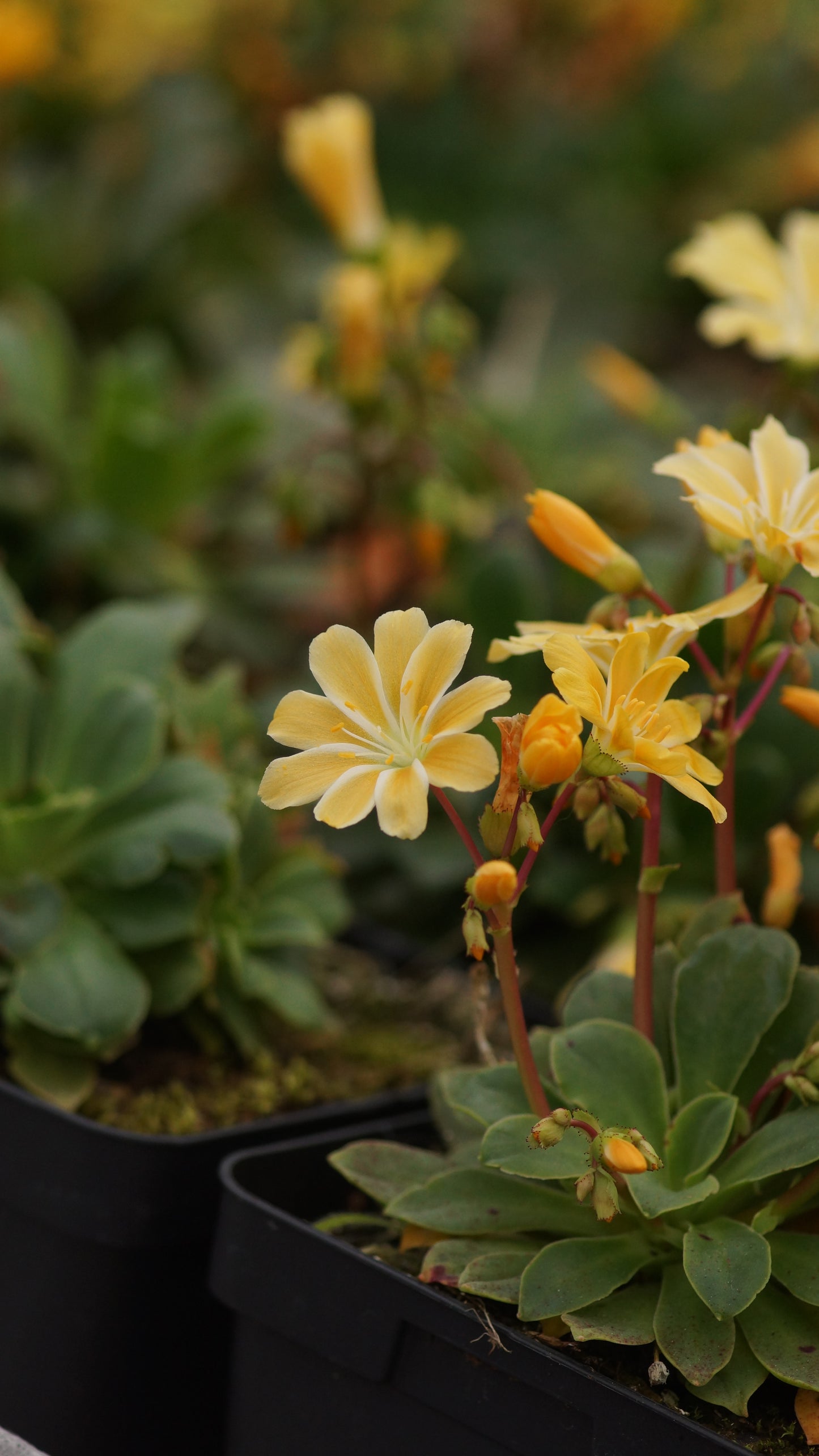 Lewisia cotyledon 'Safira Yellow®' - Bitterwurz