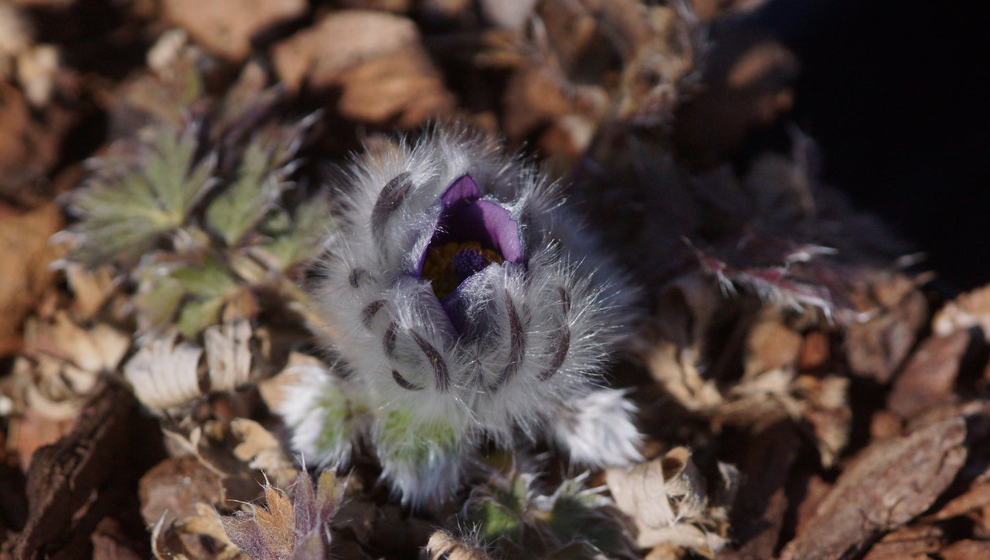 Pulsatilla halleri subsp. taurica - Krim-Küchenschelle