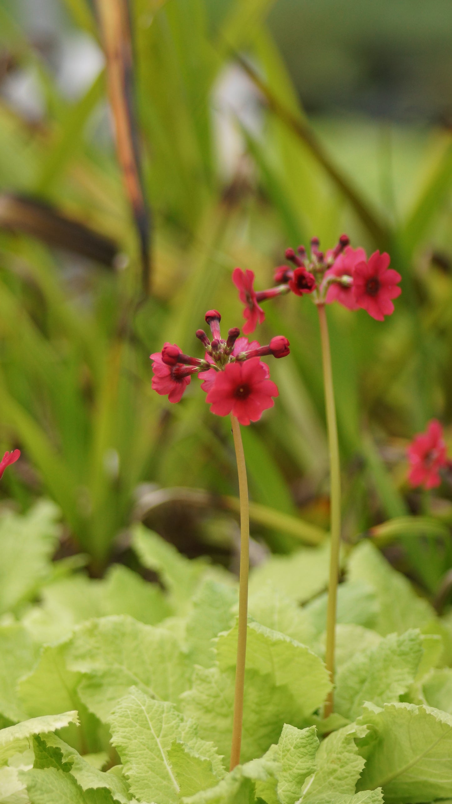 Primula japonica 'Millers Crimson'