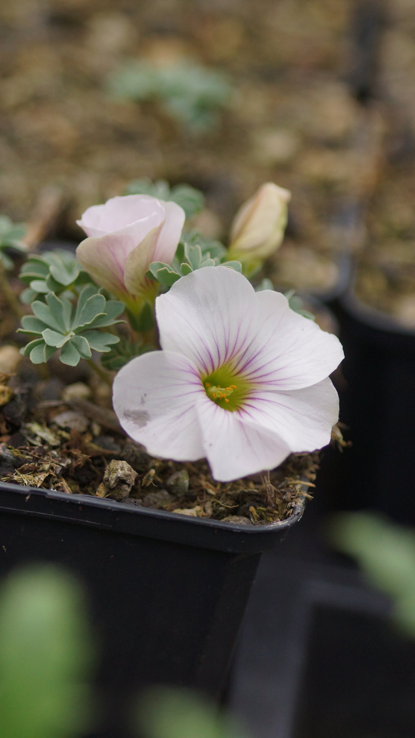 Oxalis adenophylla x laciniata 'Ute' - Berg-Sauerklee