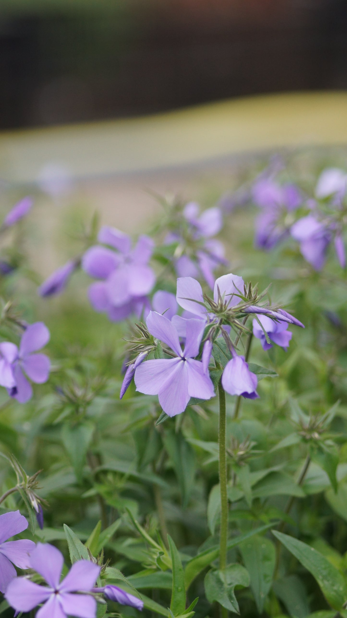 Phlox divaricata 'Clouds of Perfume' - Wald-Phlox