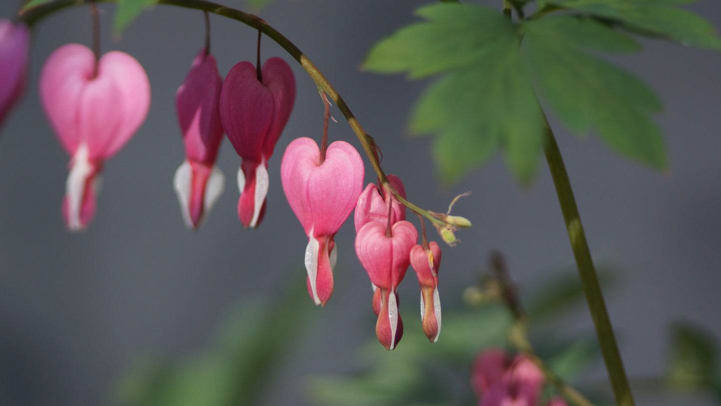 Lamprocapnos spectabilis - Tränendes Herz