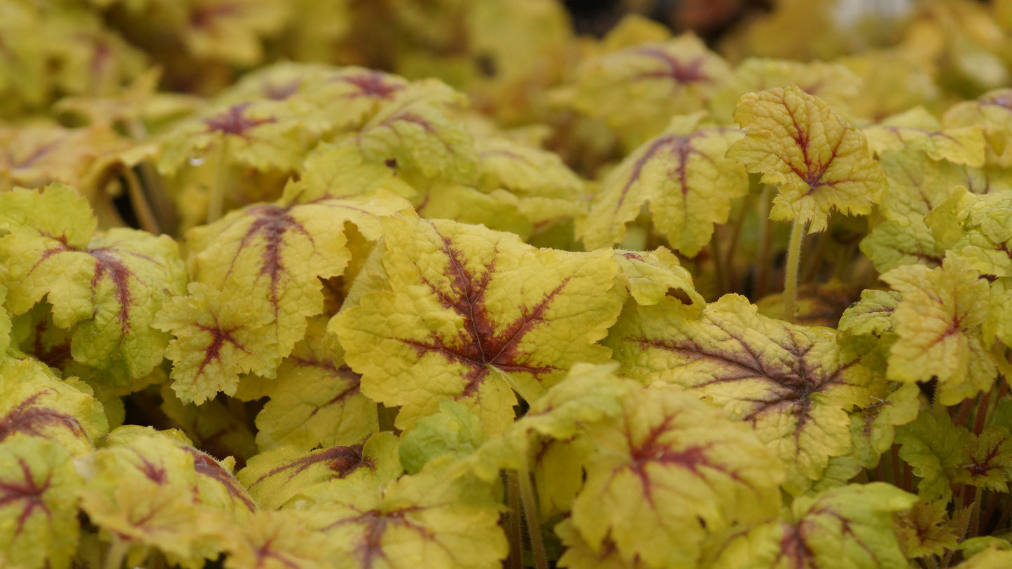 x Heucherella tiarelloides 'Catching Fire' - Schaumglöckchen