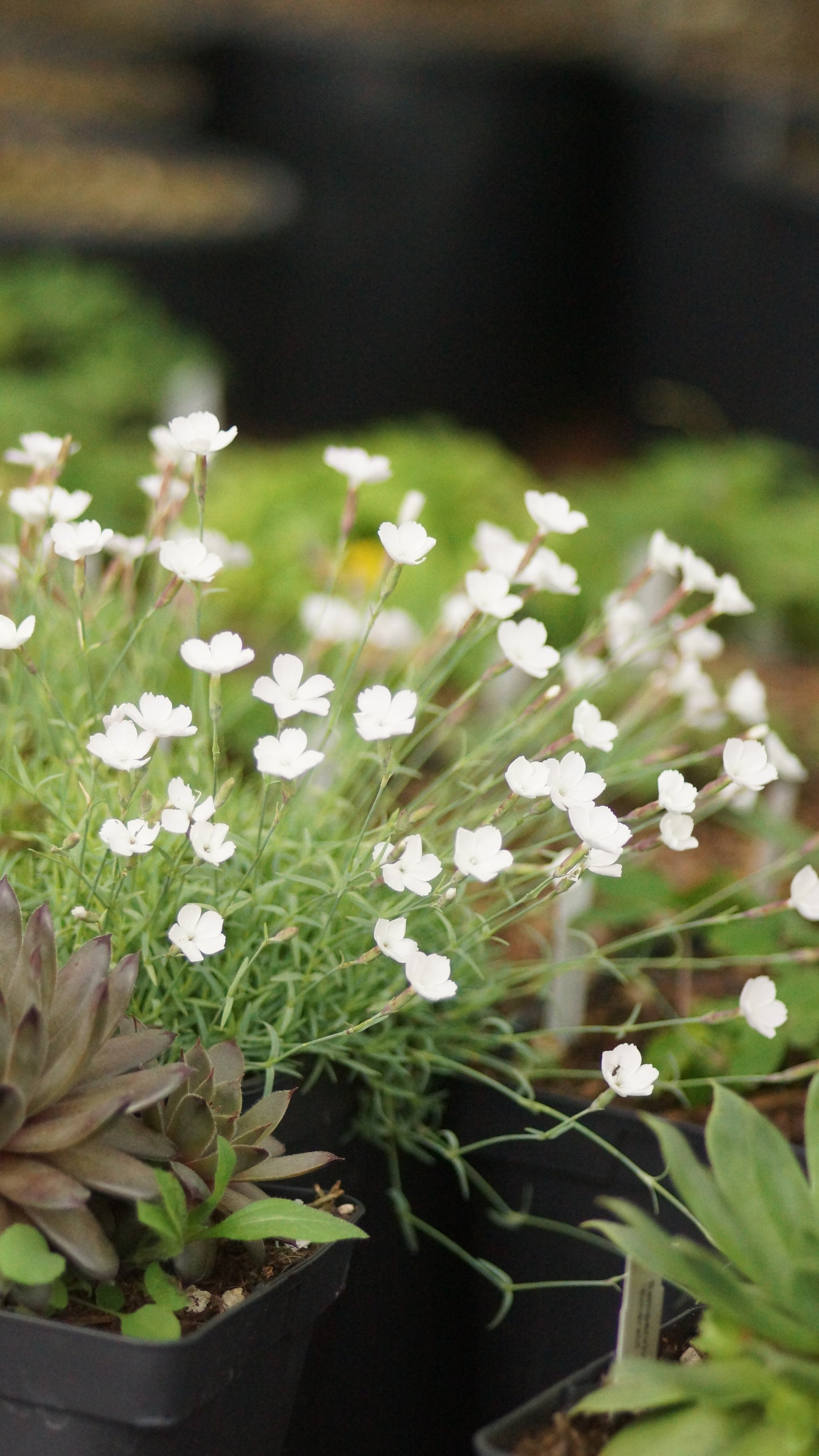 Dianthus gratianopolitanus 'Nyewood's Cream' - Pfingst-Nelke