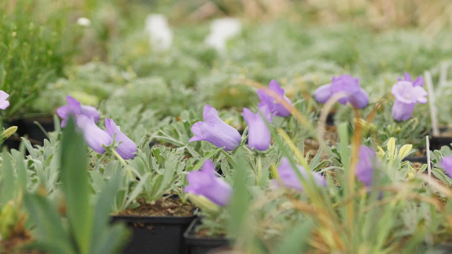 Campanula alpestris - Westalpen-Glockenblume