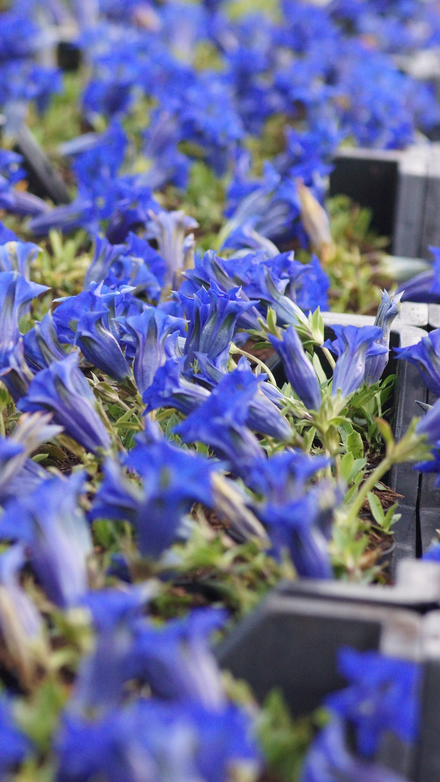Gentiana acaulis 'Maxima' - Stängelloser Enzian