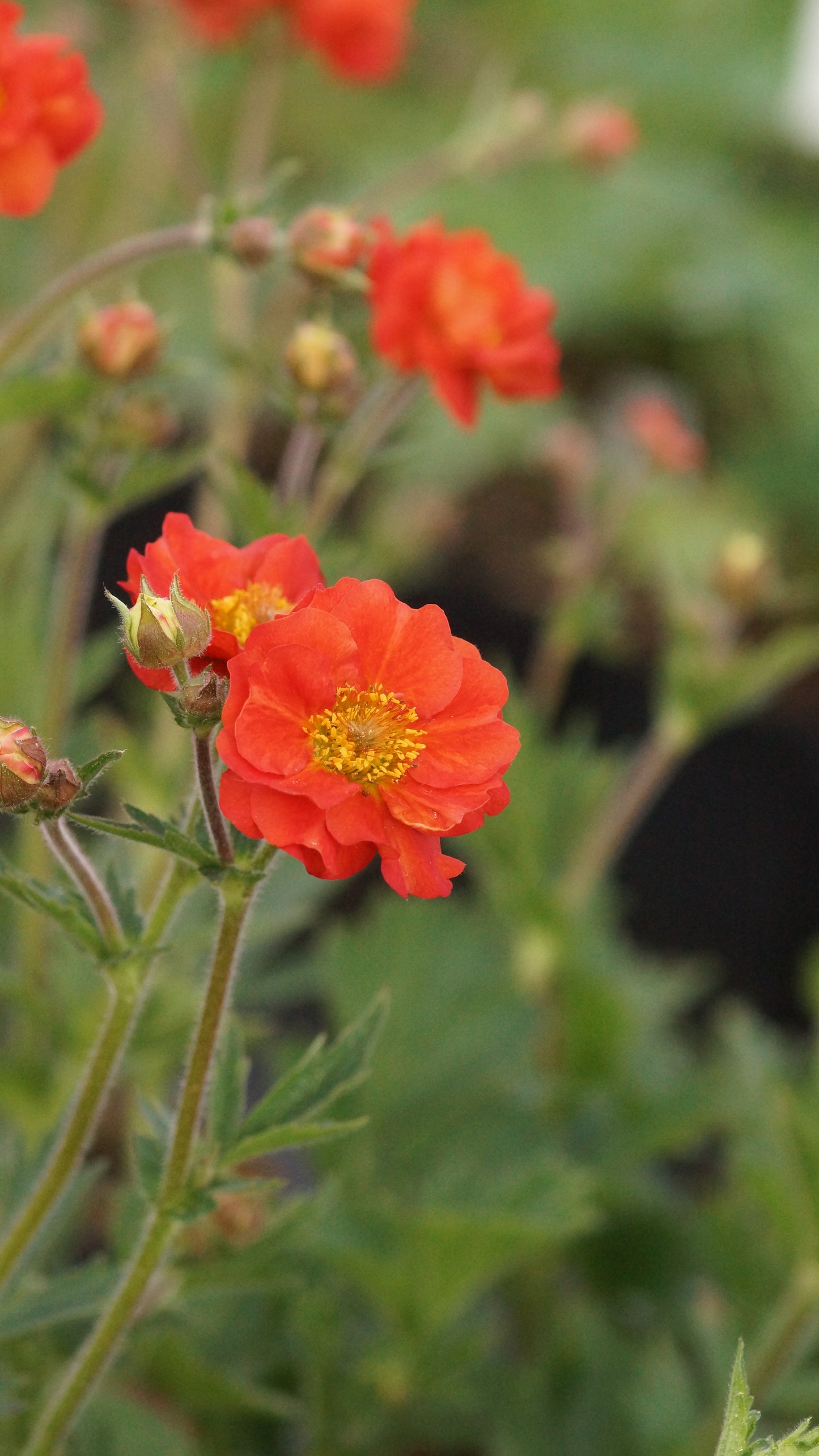 Geum Hybride 'Scarlet Temptest®' - Nelkenwurz