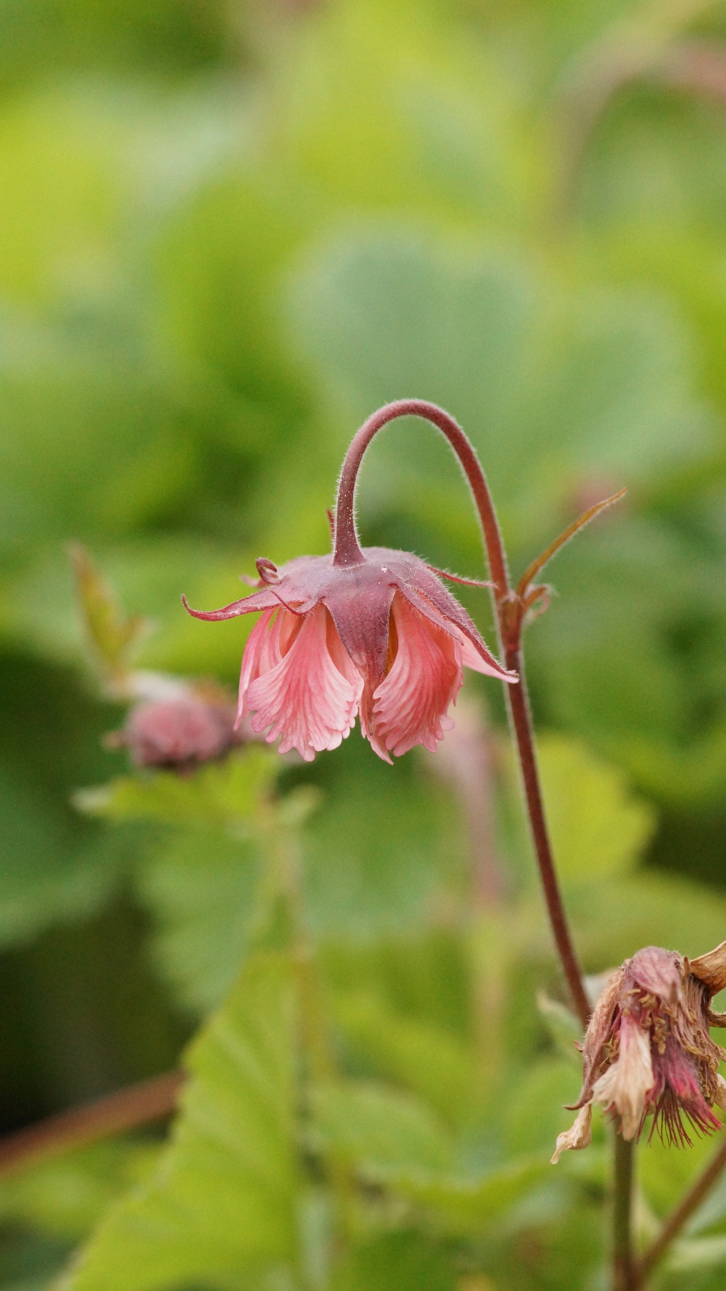 Geum Hybride 'Bell Bank' - Nelkenwurz