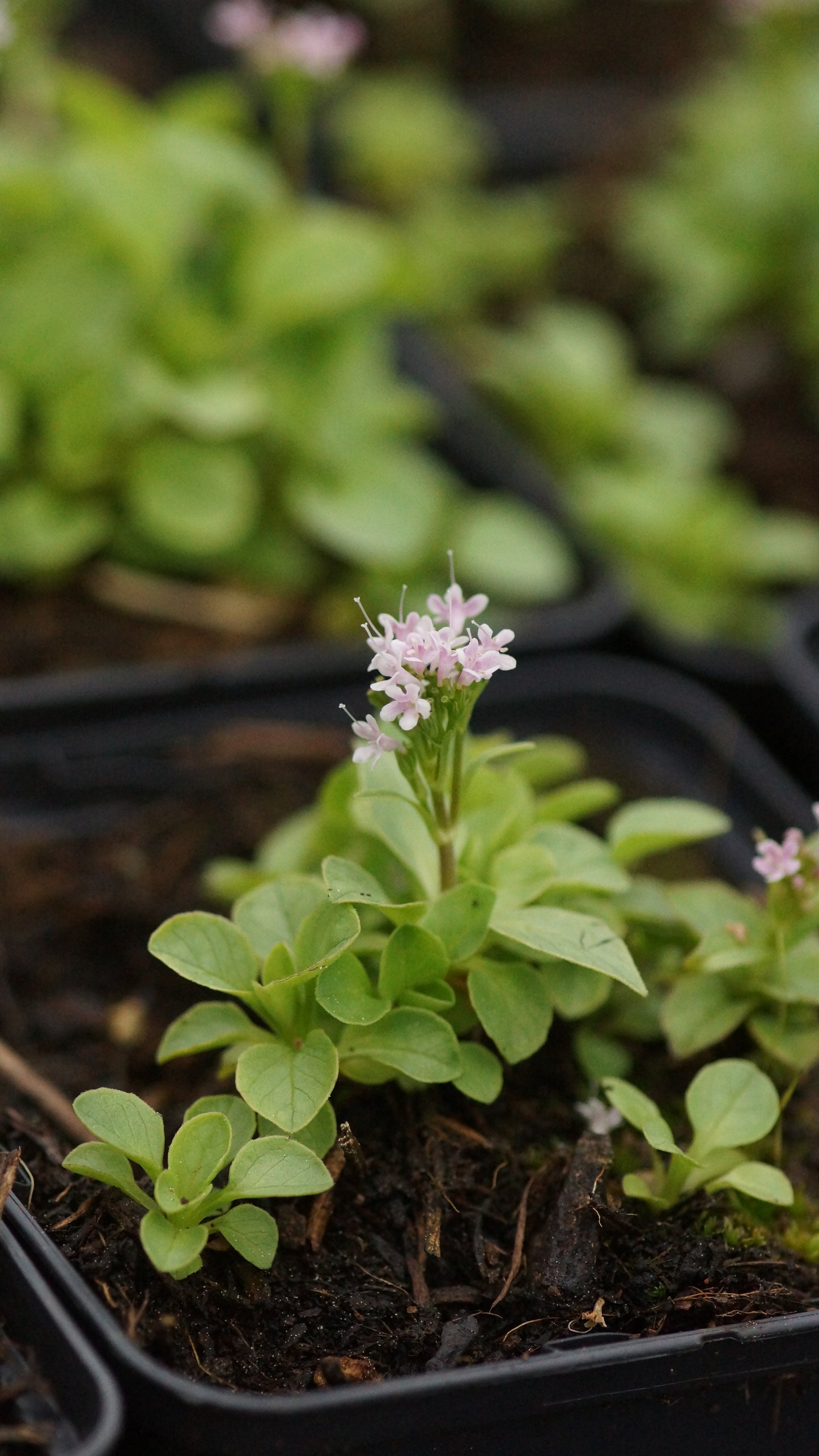Valeriana supina - Zwerg-Baldrian