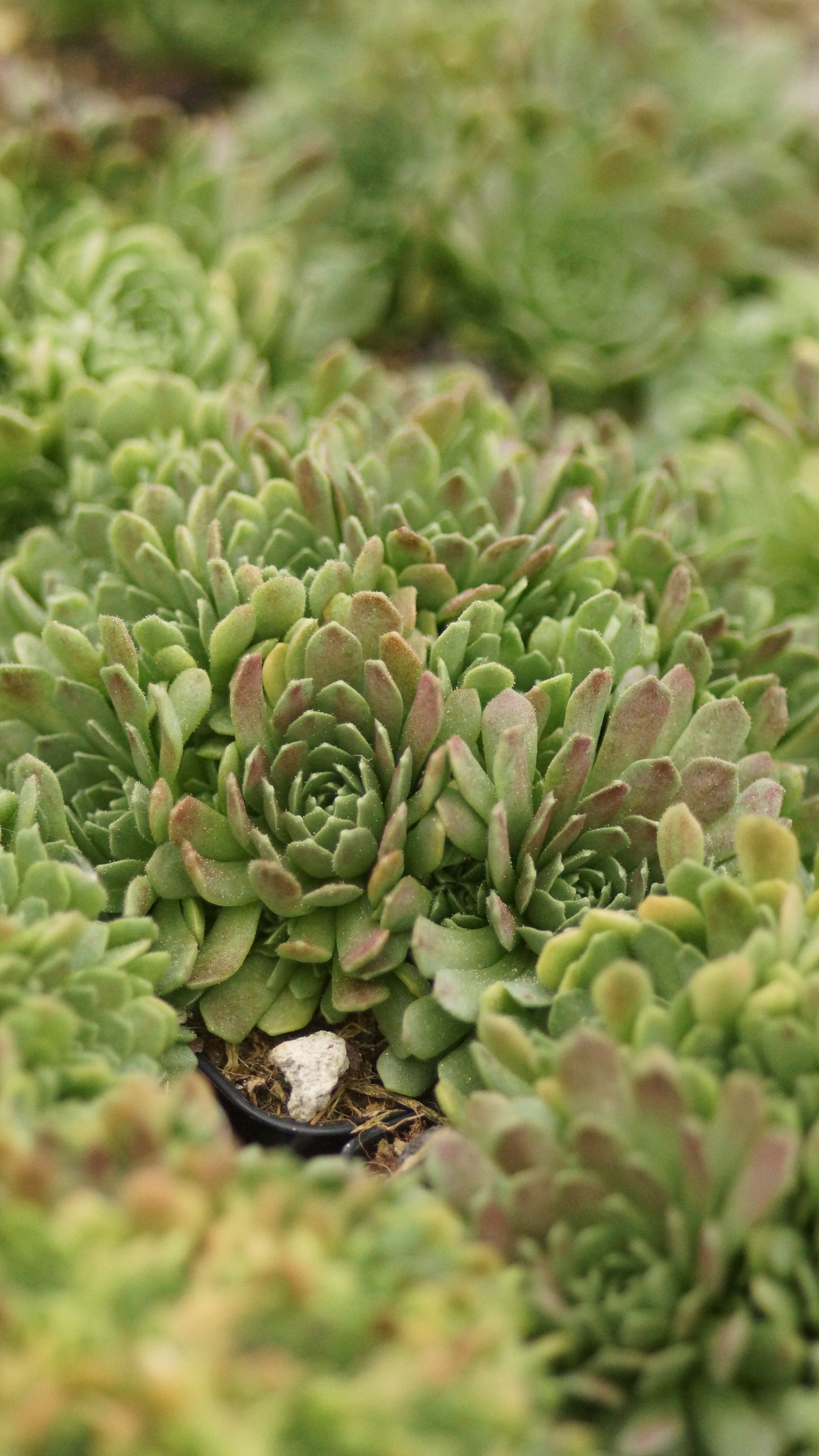 Rosularia rechingeri - Dickröschen