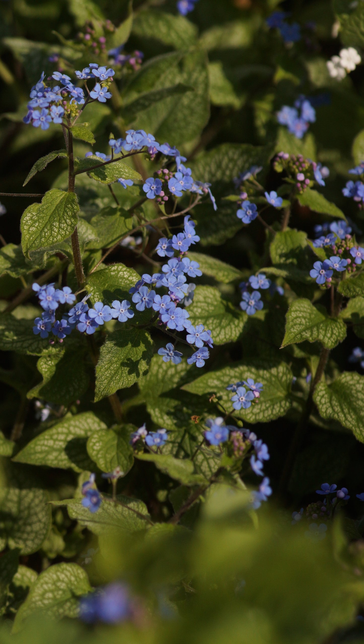 Brunnera macrophylla 'Alexanders Great' - Kaukasusvergissmeinnicht