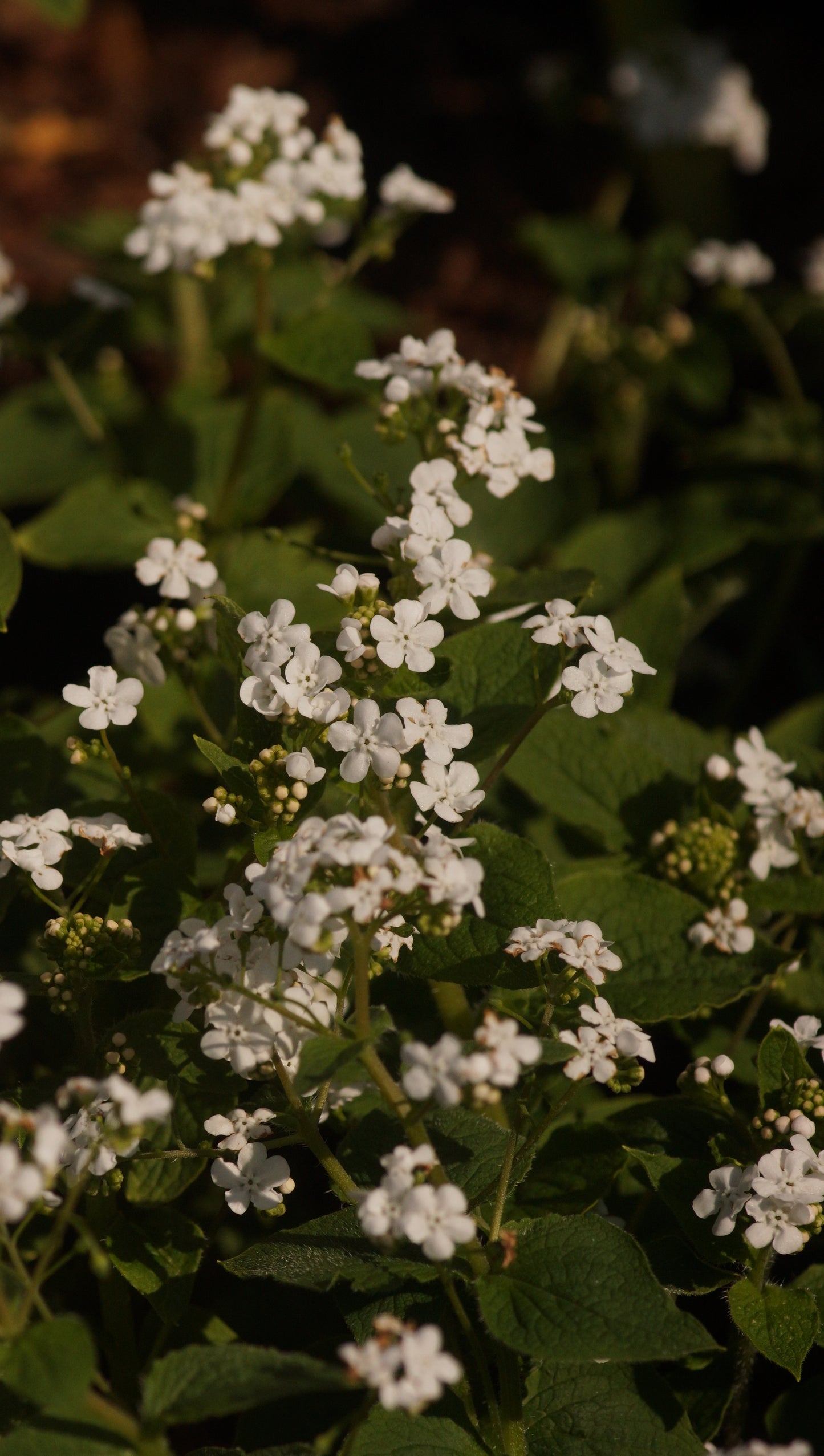 Brunnera macrophylla 'Betty Bowring' - Kaukasusvergissmeinnicht