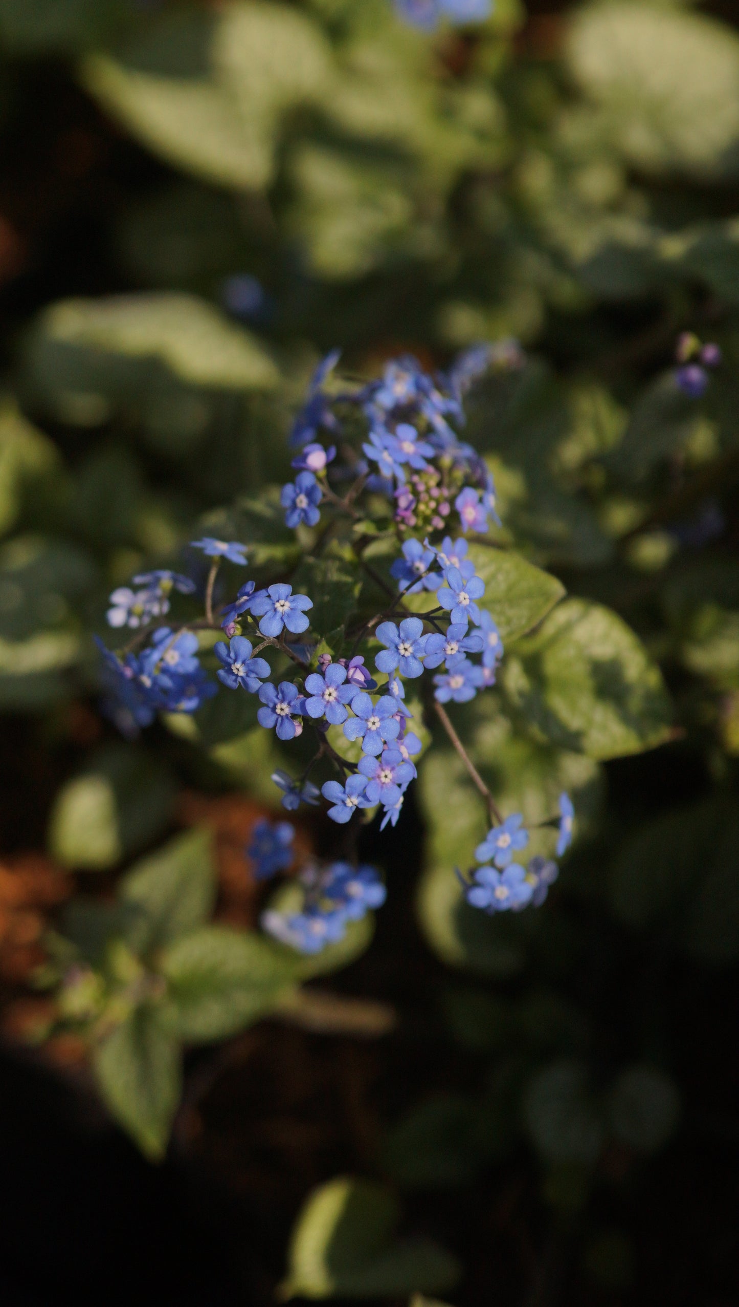 Brunnera macrophylla 'Jack Frost' - Kaukasusvergissmeinnicht