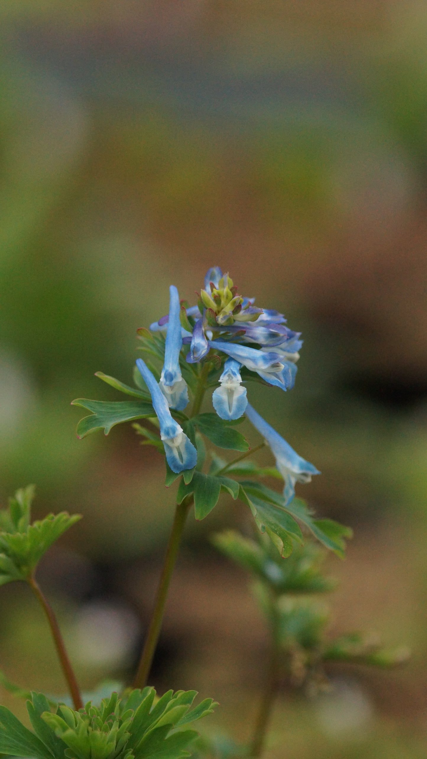 Corydalis flexuosa x omeiana 'Craigton Blue' - Gebogener Lerchensporn