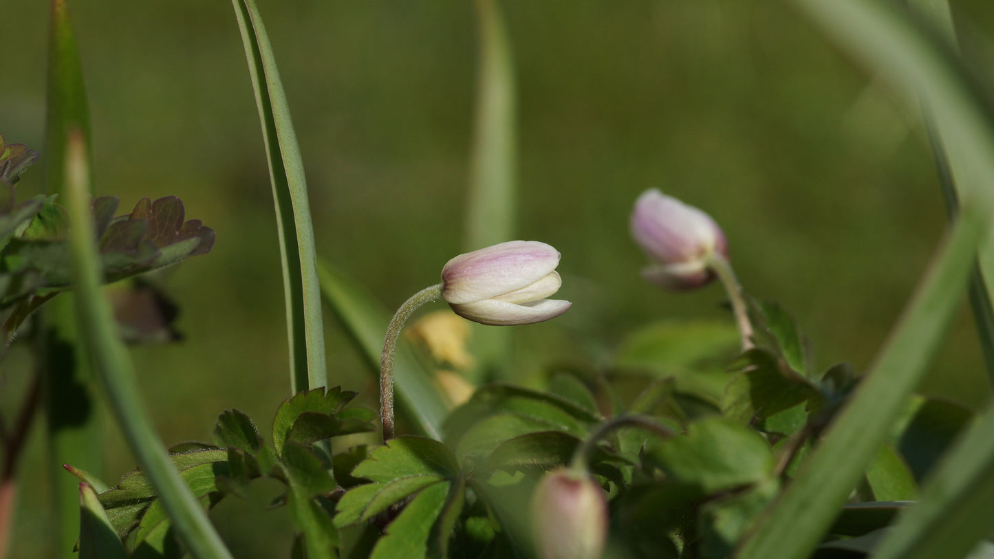 Anemone nemorosa - Buschwindröschen