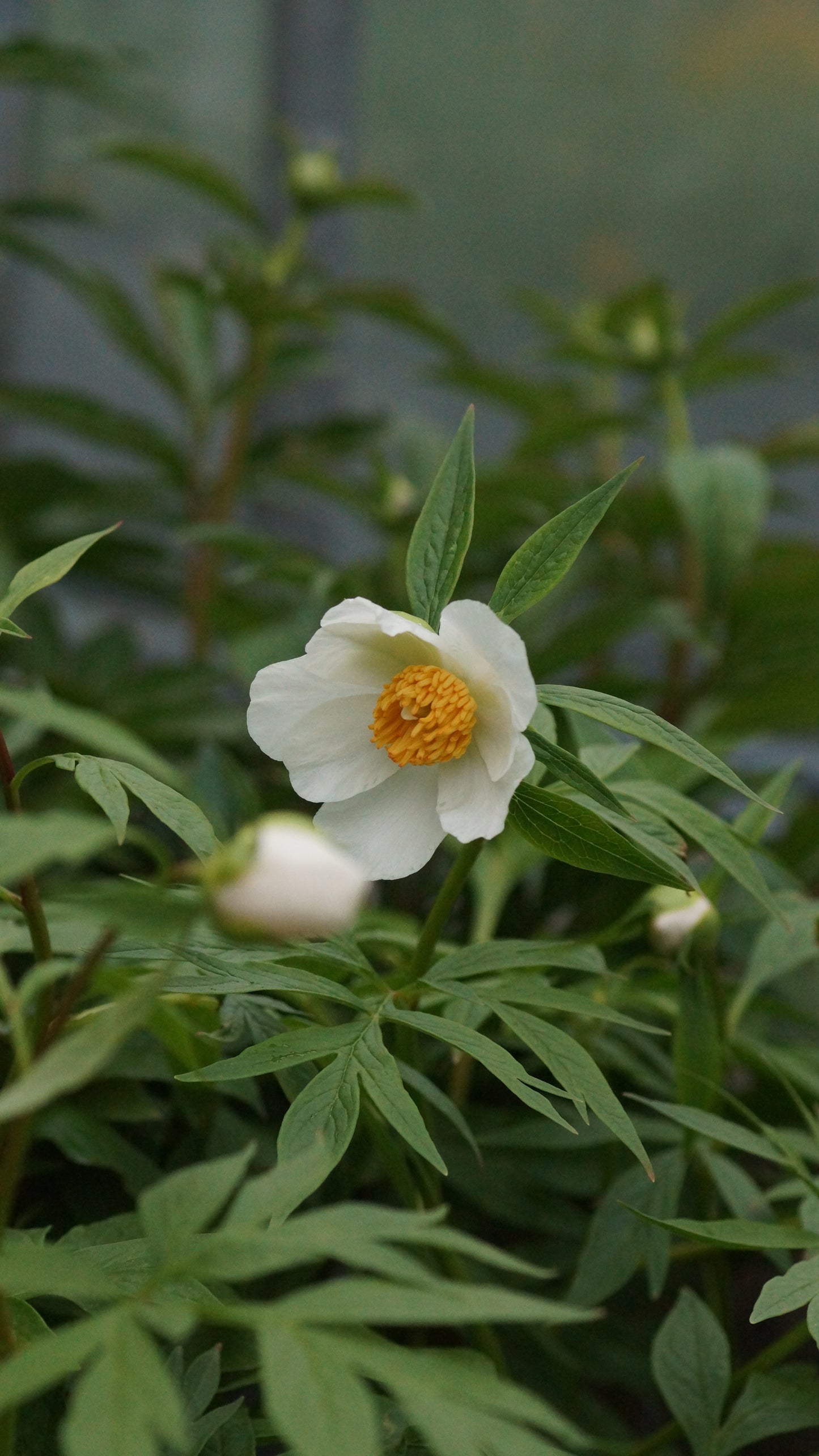Paeonia emodii x anomala subsp. veitchii 'Early Windflower' - Pfingstrose