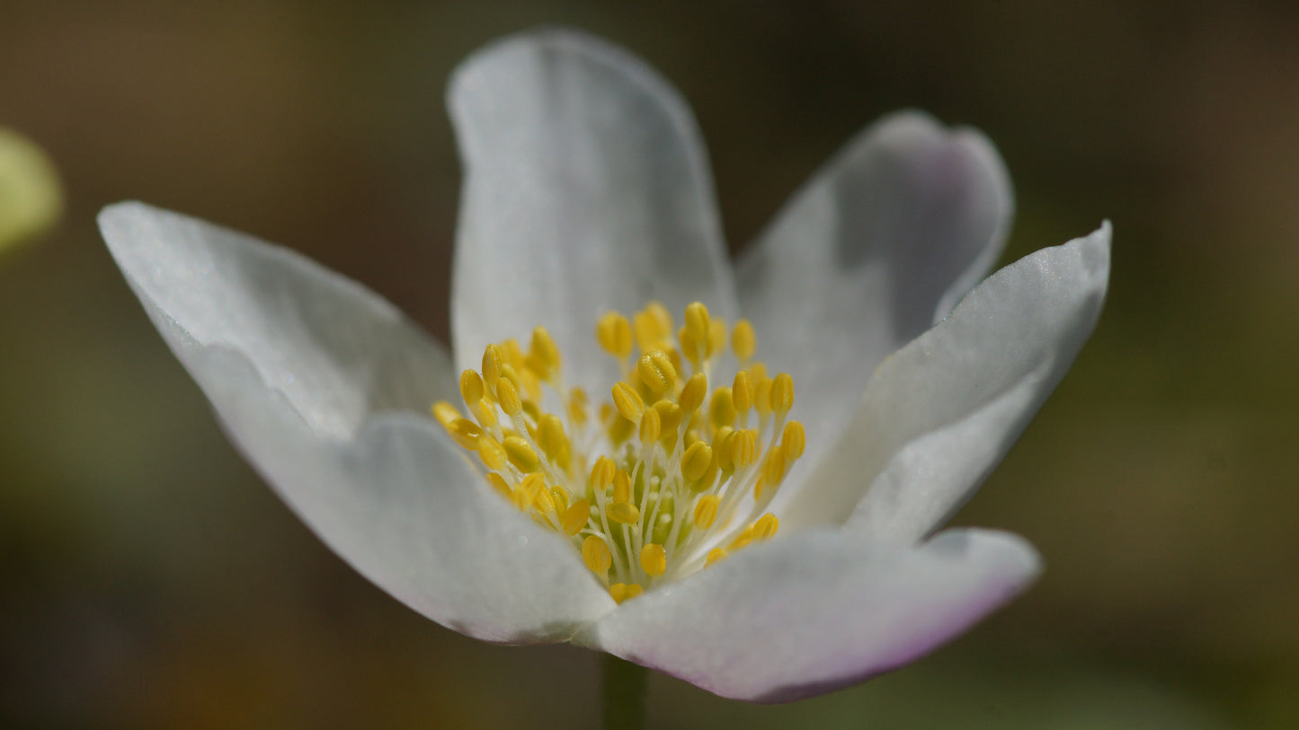 Anemone nemorosa - Buschwindröschen