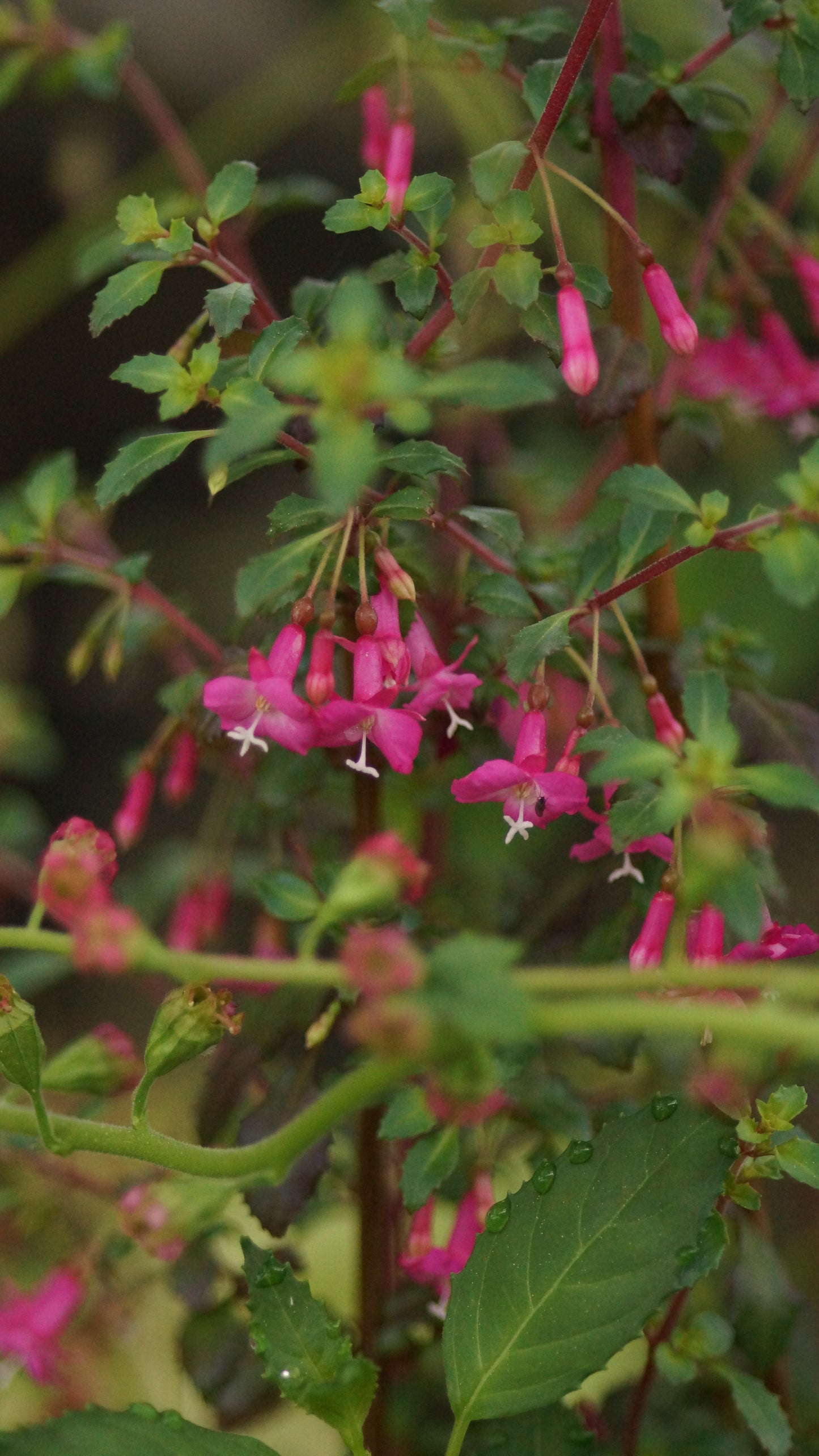 Fuchsia microphylla 'Lottie Hobby' - Kleinblättrige Fuchsie