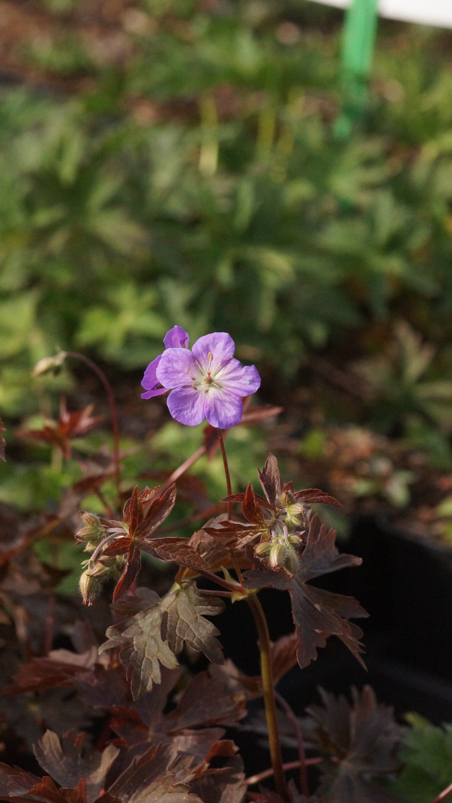 Geranium maculatum 'Schokoprinz' - Gefleckter Storchschnabel