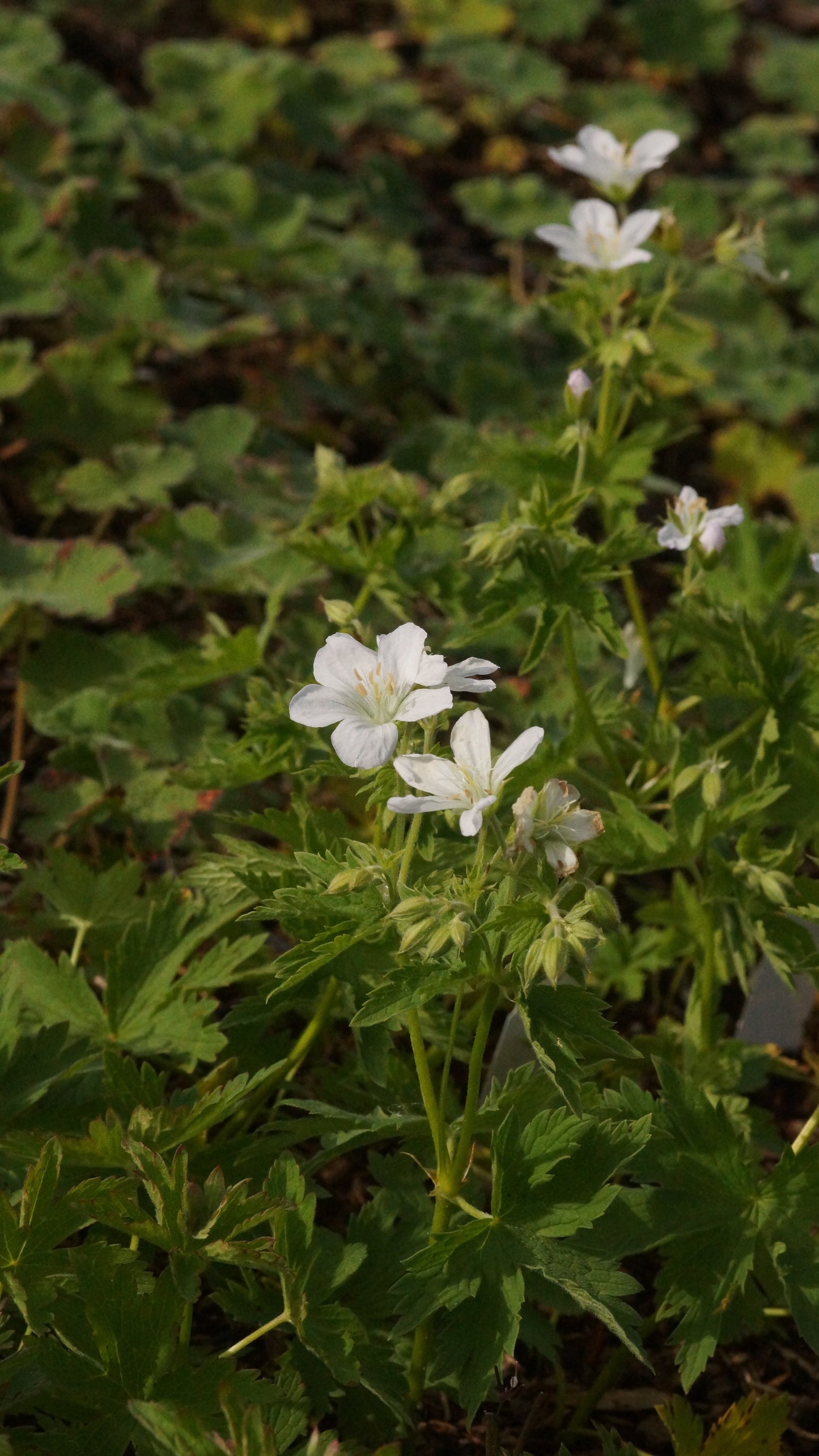 Geranium sylvaticum 'Album' - Wald-Storchschnabel