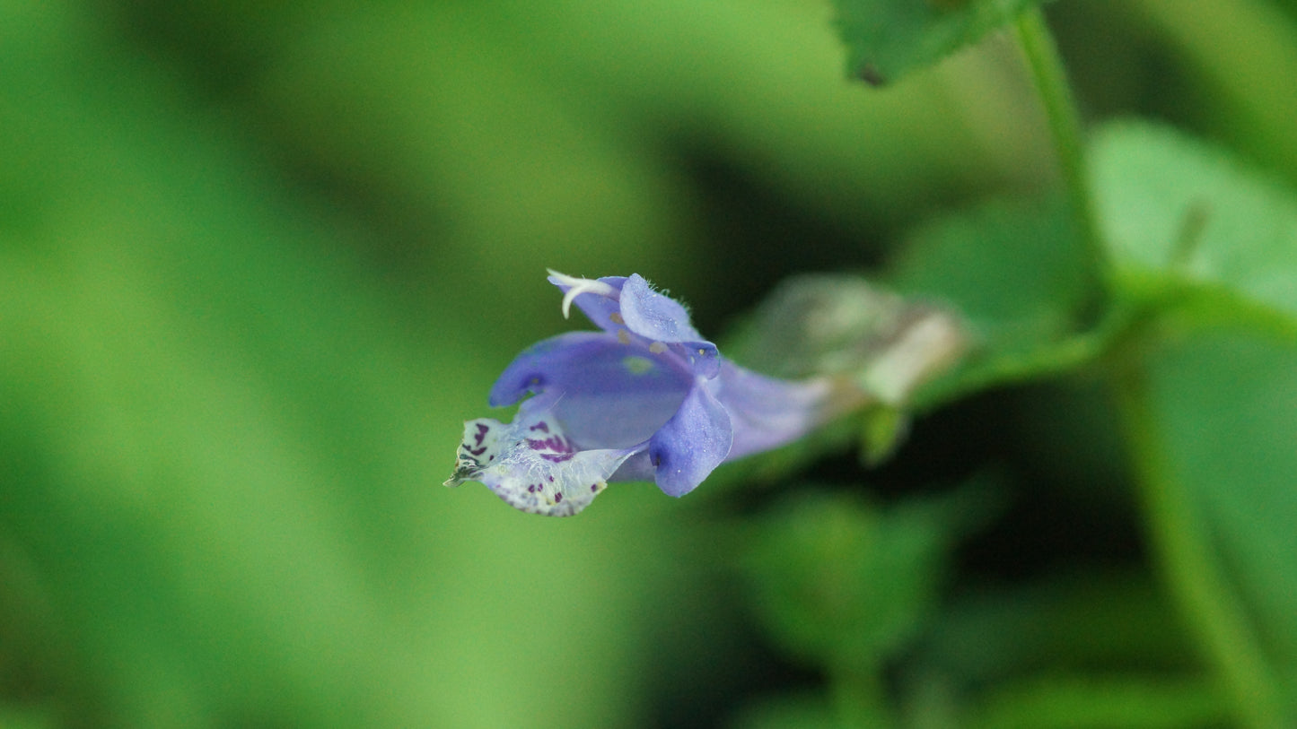 Meehania urticifolia 'Japanblau' - Japannessel
