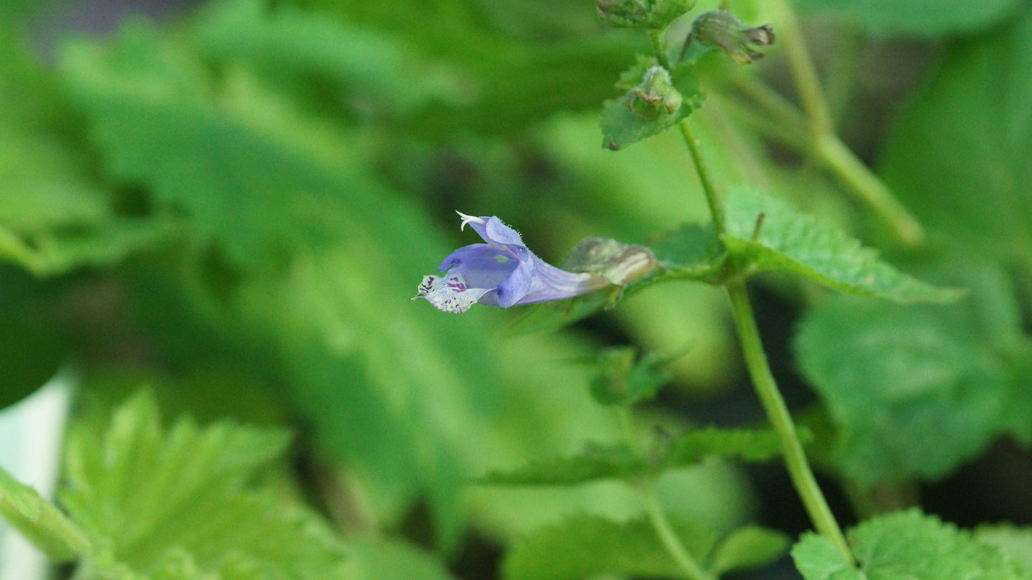 Meehania urticifolia 'Japanblau' - Japannessel