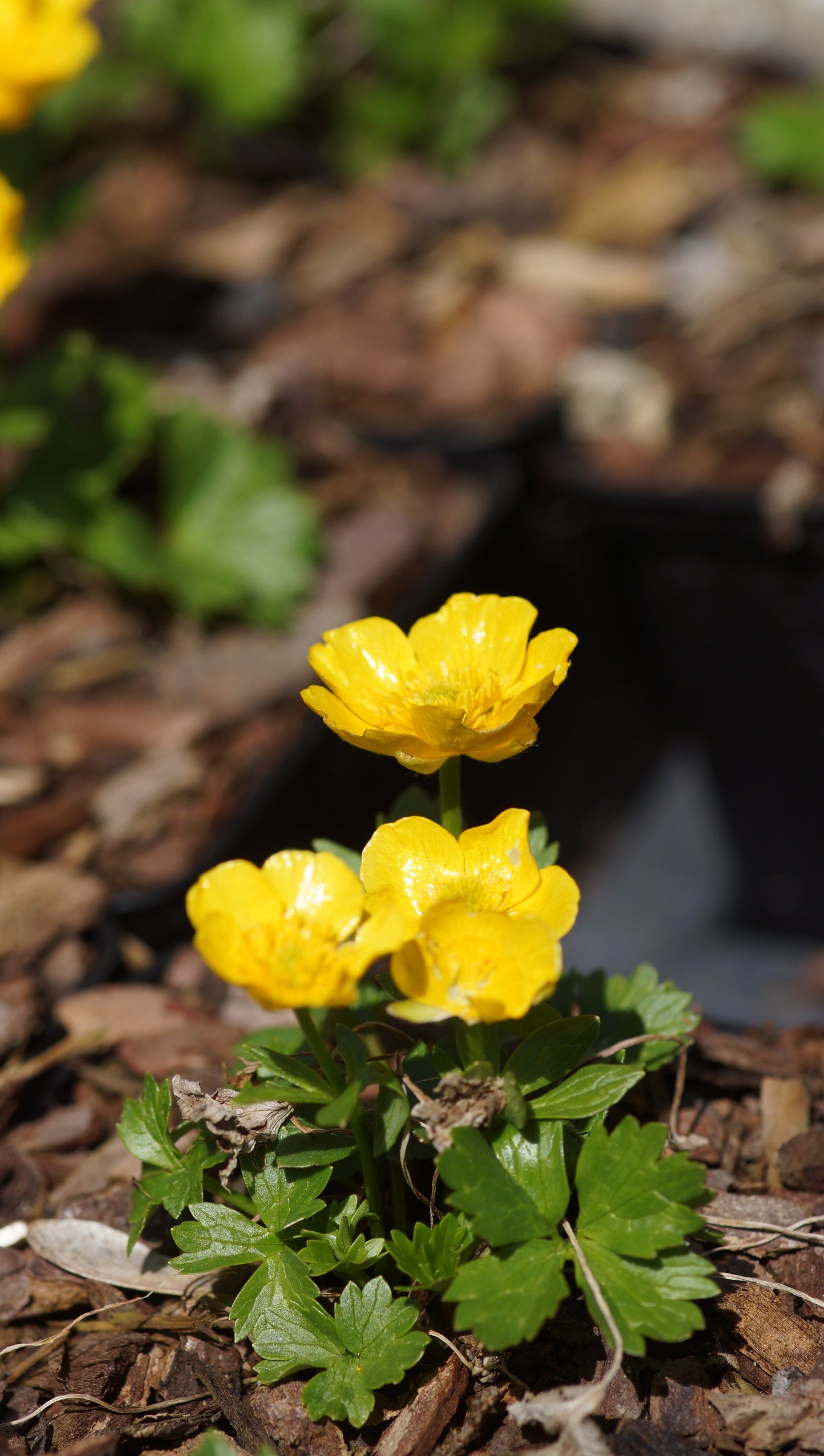 Ranunculus montanus 'Molten Gold' - Berg-Hahnenfuss
