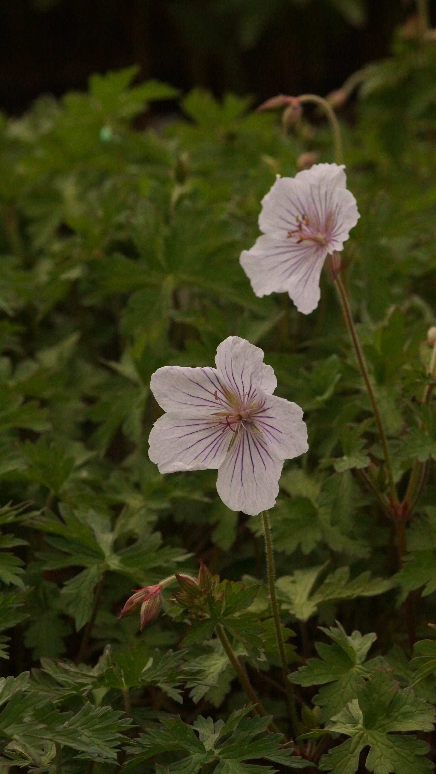 Geranium himalayense 'Derrick Cook' - Himalaya-Storchschnabel