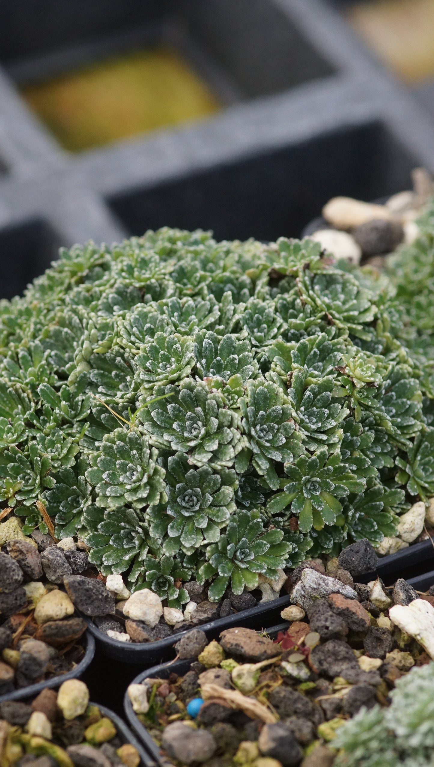 Saxifraga paniculata subsp. minutifolia - Zwergiger Rispen-Steinbrech
