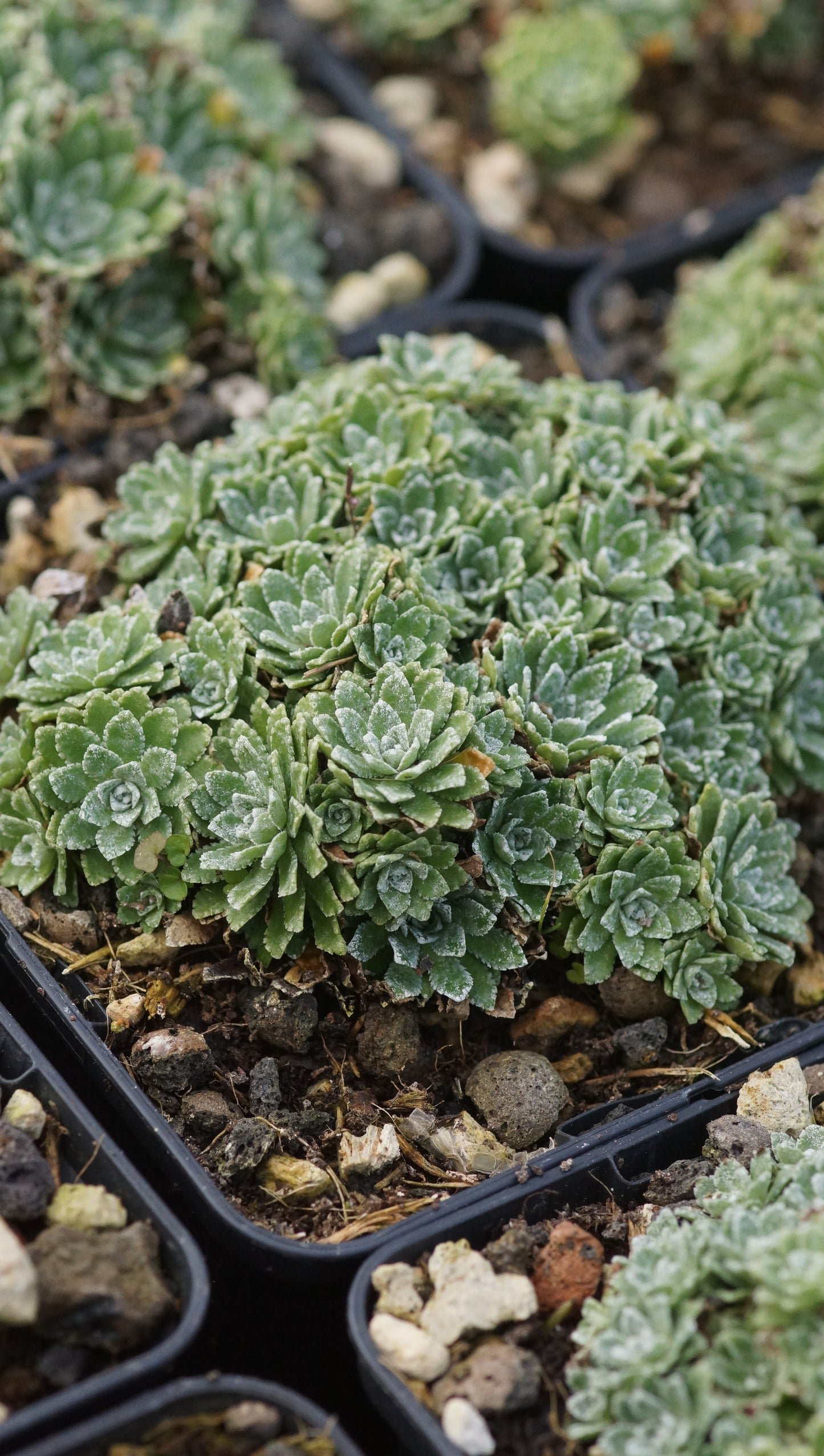 Saxifraga paniculata 'Jaromir' - Rispen-Steinbrech